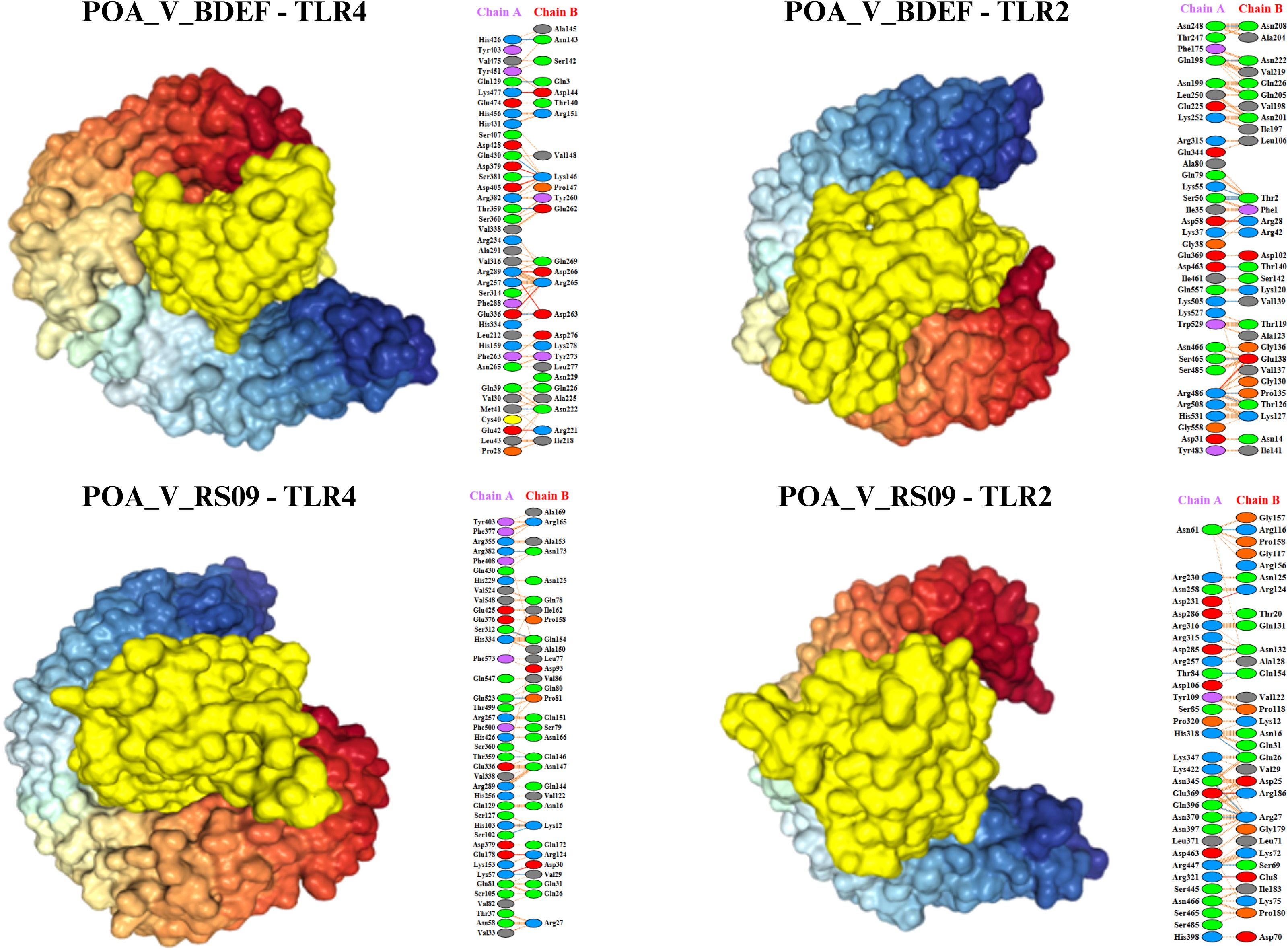 Four molecular models are shown, with each representing different protein complexes. The top models are POA_V_BDEF-TLR4 and POA_V_BDEF-TLR2, while the bottom ones are POA_V_RS09-TLR4 and POA_V_RS09-TLR2. Each model has a color-coded structure and accompanying legend showing chain interactions and amino acid positions. Blue, yellow, red, and beige are the primary colors used in the models to differentiate regions. The legends include lists of amino acids, each marked by a color, to identify the corresponding areas on the molecular structures.