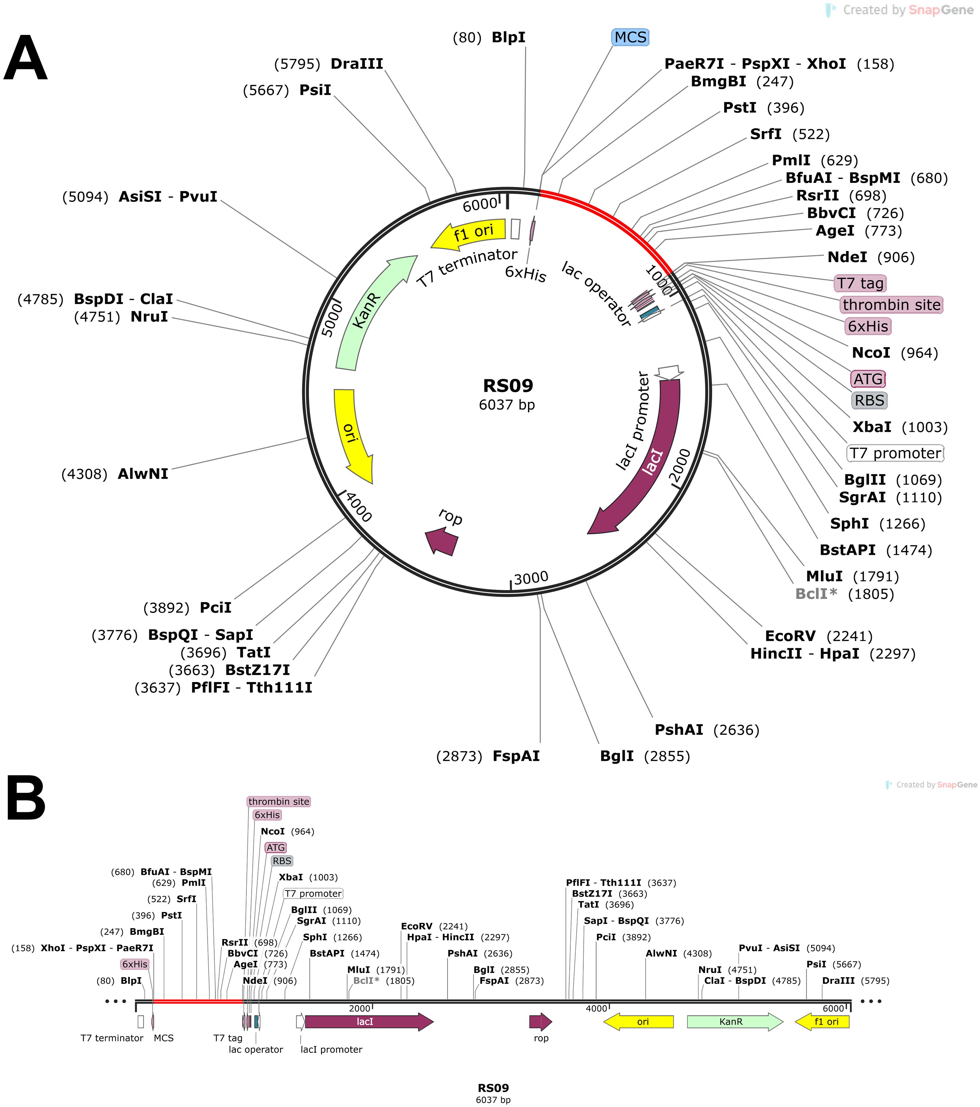 Circular and linear maps of plasmid RS09, 6037 base pairs in length. Panel A shows a circular map with labeled restriction sites around the plasmid. Panel B shows a linear map detailing features like the f1 origin, T7 terminator, lac promoter, and various cloning sites. Highlighted elements include antibiotic resistance and fusion tags.