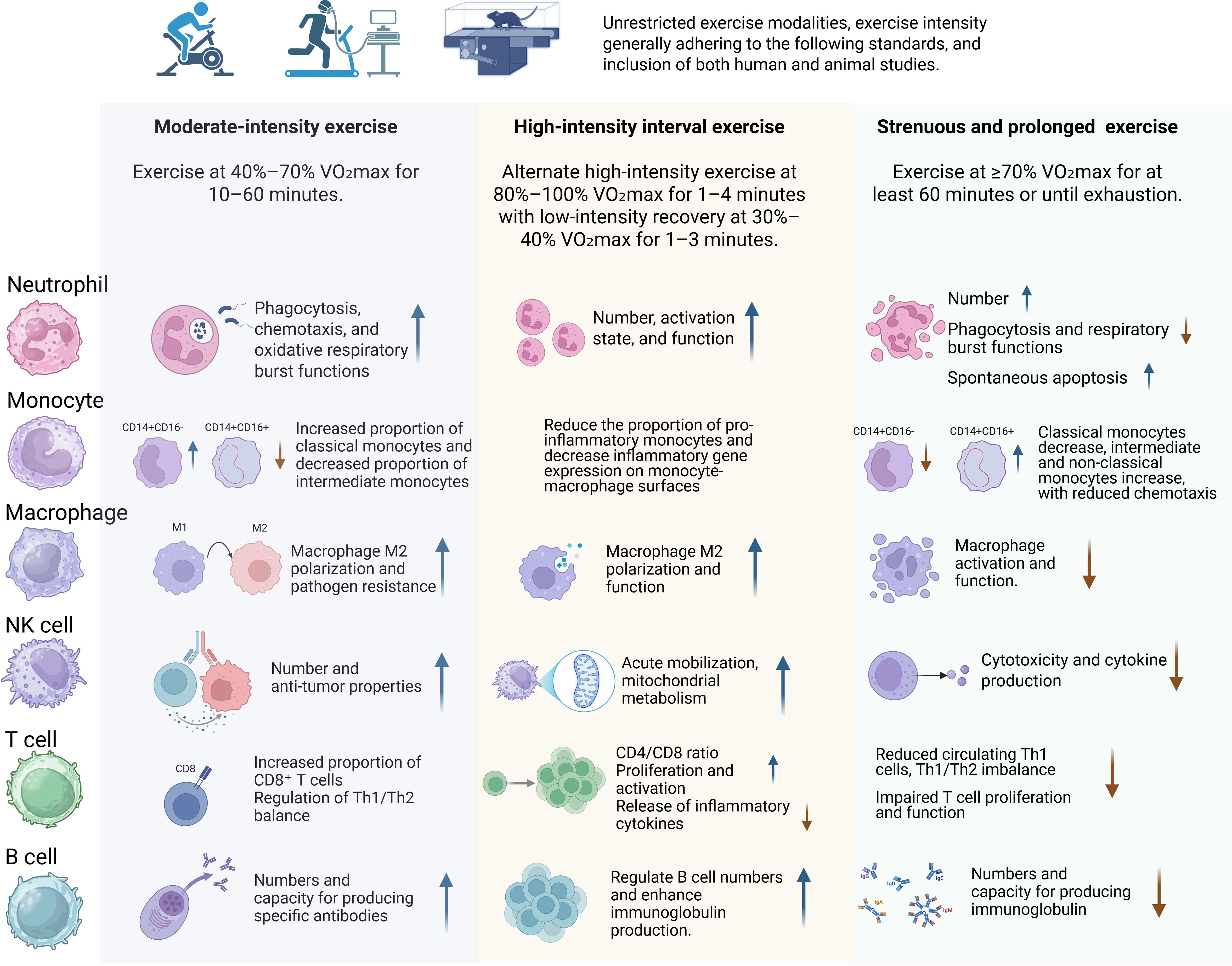 Infographic illustrating the effects of different exercise intensities on immune cells. Three categories are shown: moderate-intensity exercise, high-intensity interval exercise, and strenuous, prolonged exercise. Each section describes changes in neutrophils, monocytes, macrophages, NK cells, T cells, and B cells, detailing functions such as phagocytosis, activation, proliferation, and cytokine release. Effects include increased pathogen resistance, reduced inflammatory gene expression, and altered cell numbers, with intensity-specific variations in immune response characteristics.