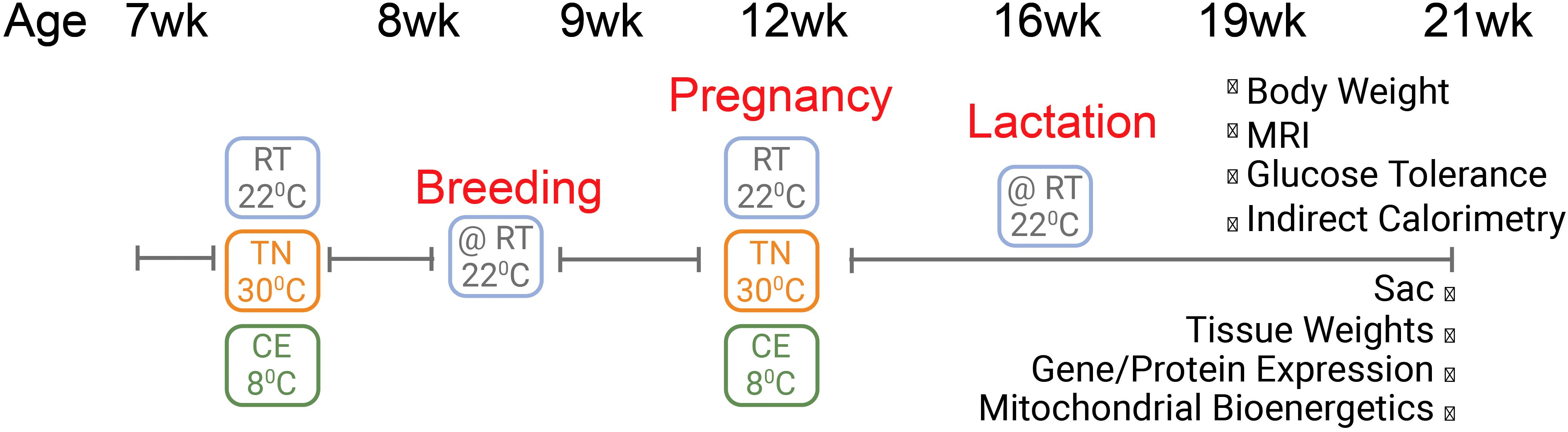 Experimental timeline from week 7 to week 21 showing temperature conditions: TN at 30°C, RT at 22°C, and CE at 8°C. Breeding starts at week 8, pregnancy at week 12, and lactation at week 16. Assessments include body weight, MRI, glucose tolerance, and indirect calorimetry from week 19, concluding with tissue weights and gene/protein expression analysis at week 21.