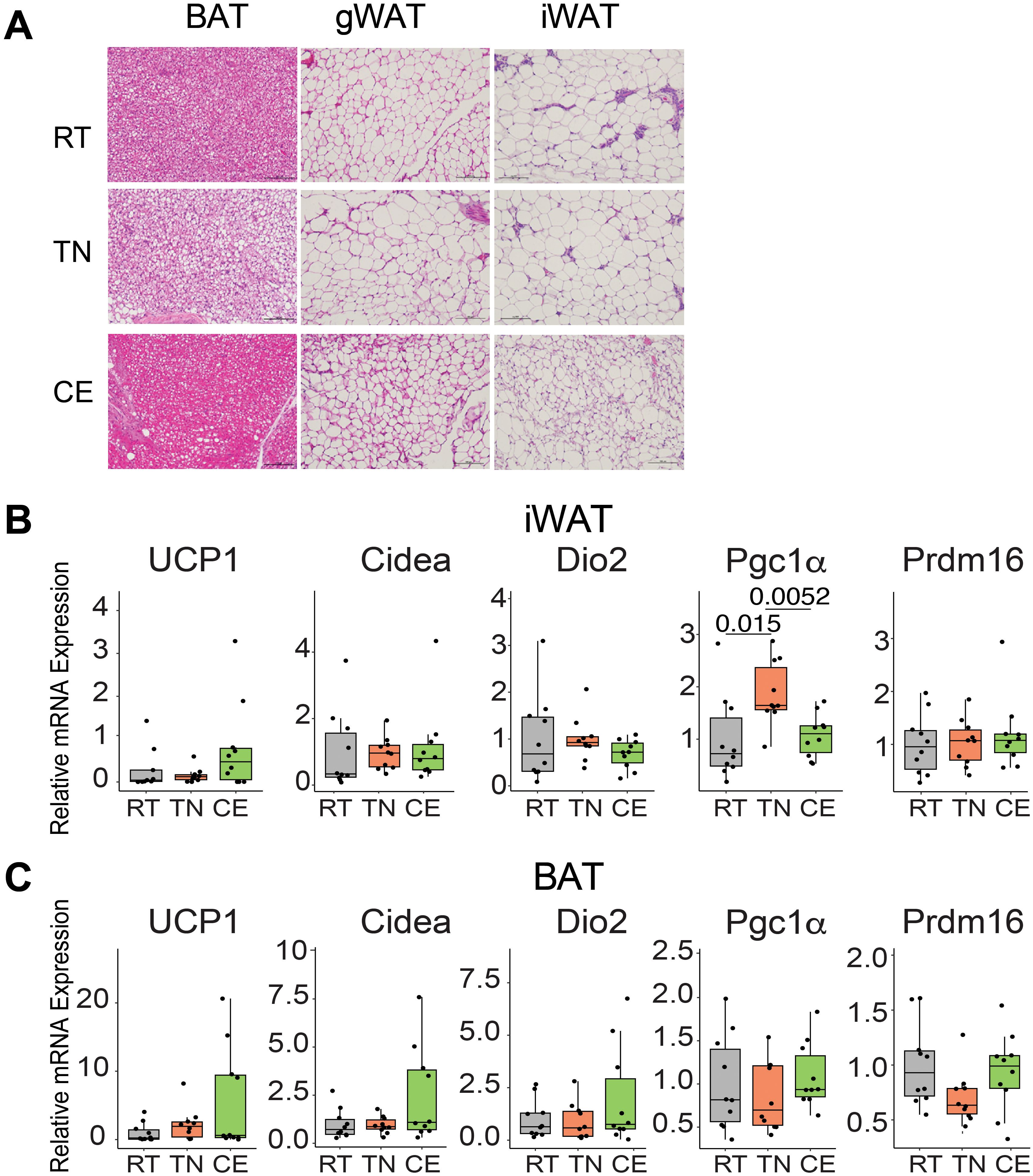 Section A shows histological images of BAT, gWAT, and iWAT under different conditions: RT, TN, and CE. Section B and C present box plots of mRNA expression levels for genes UCP1, Cidea, Dio2, Pgc1α, and Prdm16 in iWAT and BAT tissues across RT, TN, and CE conditions, indicating changes in expression patterns.