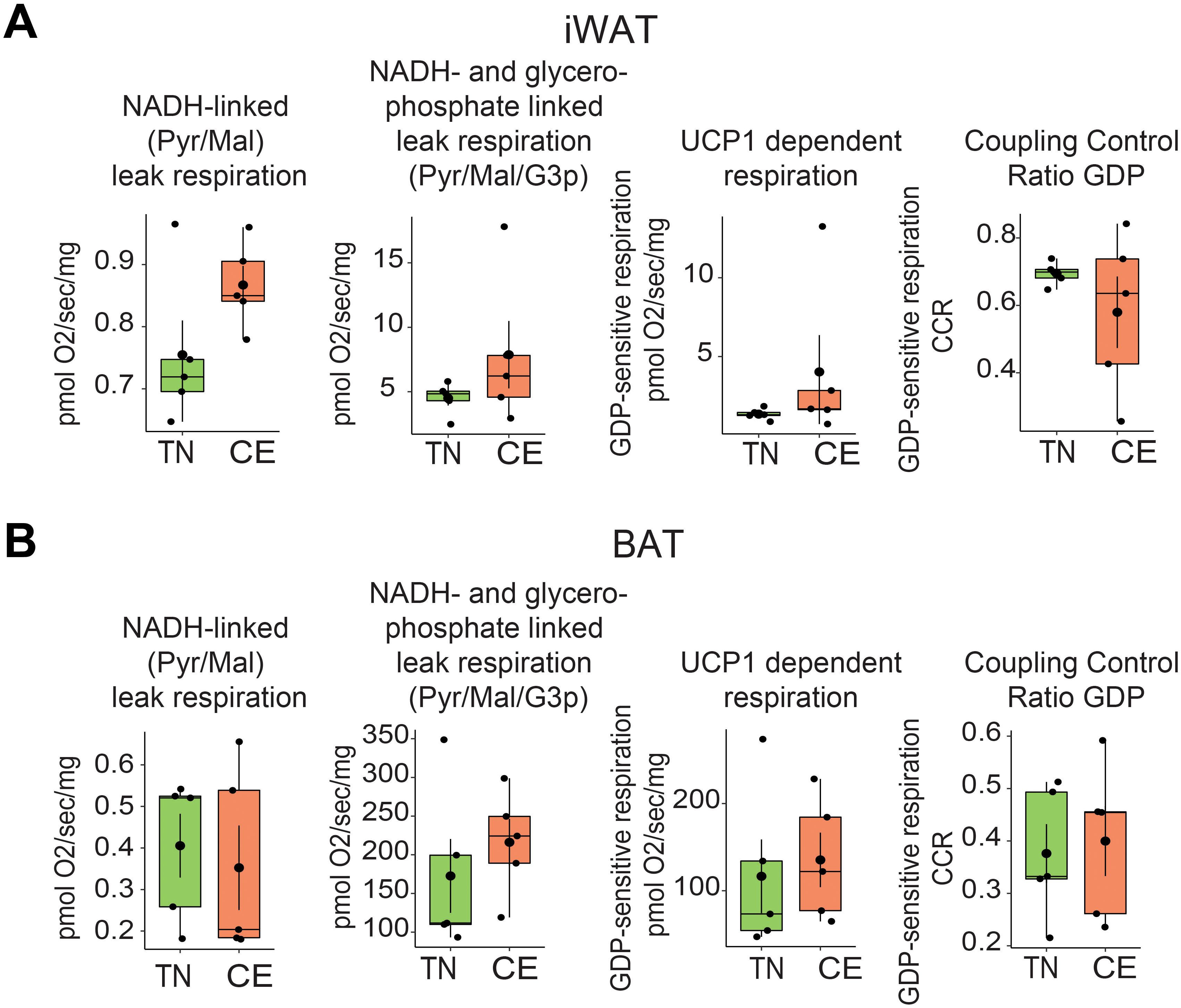 Box plots comparing respiratory metrics in iWAT (panel A) and BAT (panel B) between TN (green) and CE (orange) groups. Metrics include NADH-linked leak respiration, NADH- and glycerophosphate-linked leak respiration, UCP1 dependent respiration, and Coupling Control Ratio GDP. Each plot shows distribution, median, and outliers with consistent higher values in CE for most metrics in both tissues.