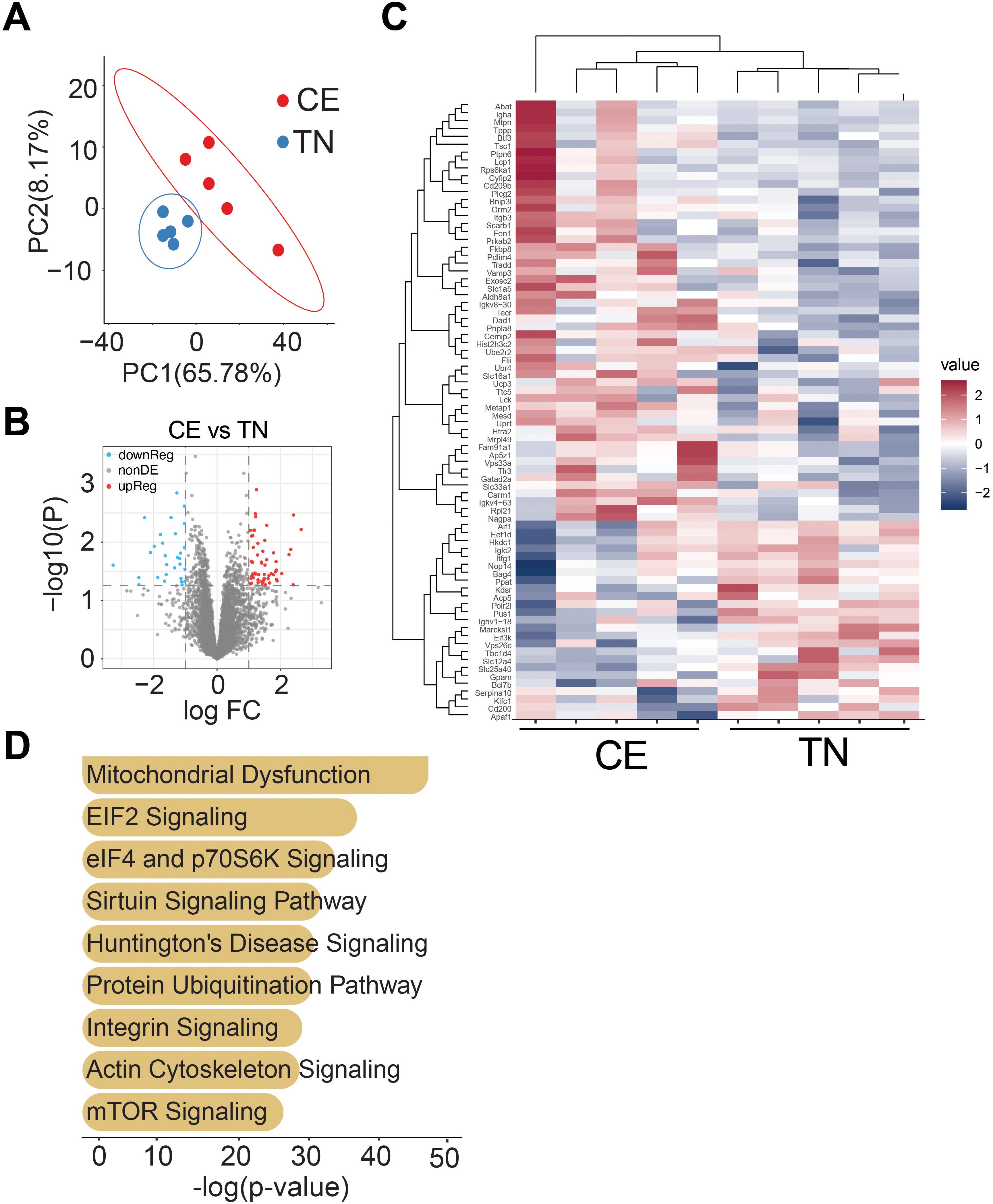 Panel A shows a principal component analysis with two clusters: CE in red and TN in blue, indicating distinct groups. Panel B is a volcano plot displaying differentially expressed genes with downregulated, non-differentially expressed, and upregulated genes for CE vs TN. Panel C is a heatmap of gene expression, revealing red and blue color gradients for CE and TN. Panel D depicts pathways with bars representing significance levels, highlighting pathways like mitochondrial dysfunction and mTOR signaling.