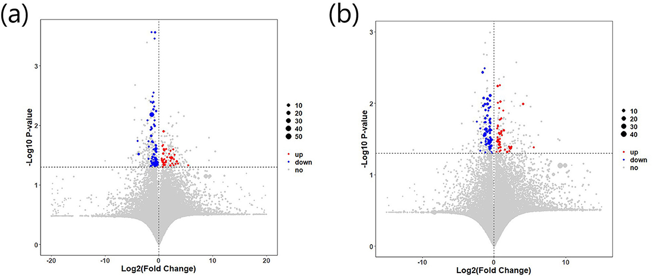 Two volcano plots, labeled (a) and (b), display gene expression data with Log2(Fold Change) on the x-axis and -Log10(P-value) on the y-axis. Red and blue points indicate significant changes; red for up-regulated, blue for down-regulated. Grey points show no significant change. Dot size varies, with a key indicating sizes correlate with values 10 to 50. Plots are visually similar with differences in point distribution and significance thresholds marked by dashed lines.