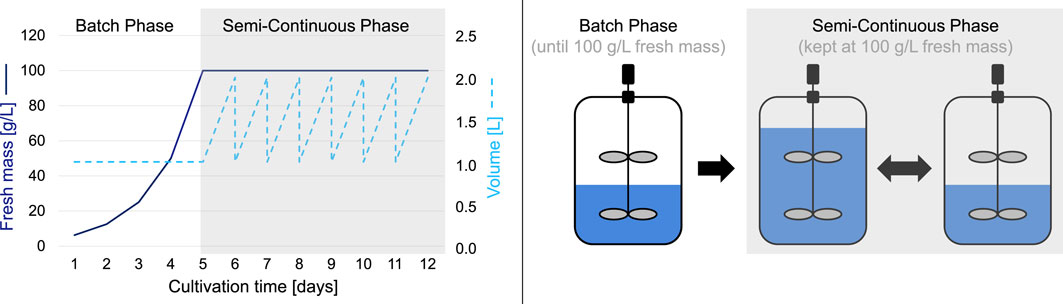 Graph and diagram comparing batch and semi-continuous cultivation phases of plant cells in a multi-week long-term fermentation process. The left graph shows fresh mass increasing to 100 grams per liter in a constant medium volume in the batch phase, which is then kept constant at 100 grams by continuous medium feeding and medium removal every 24 hours in the semi-continuous. The right diagram illustrates stirred-tank bioreactors transitioning from the batch mode (fresh mass reaching 100 grams per liter in a constant volume) to the semi-continuous mode (fresh mass maintained at 100 grams per liter by medium feeding and removal).