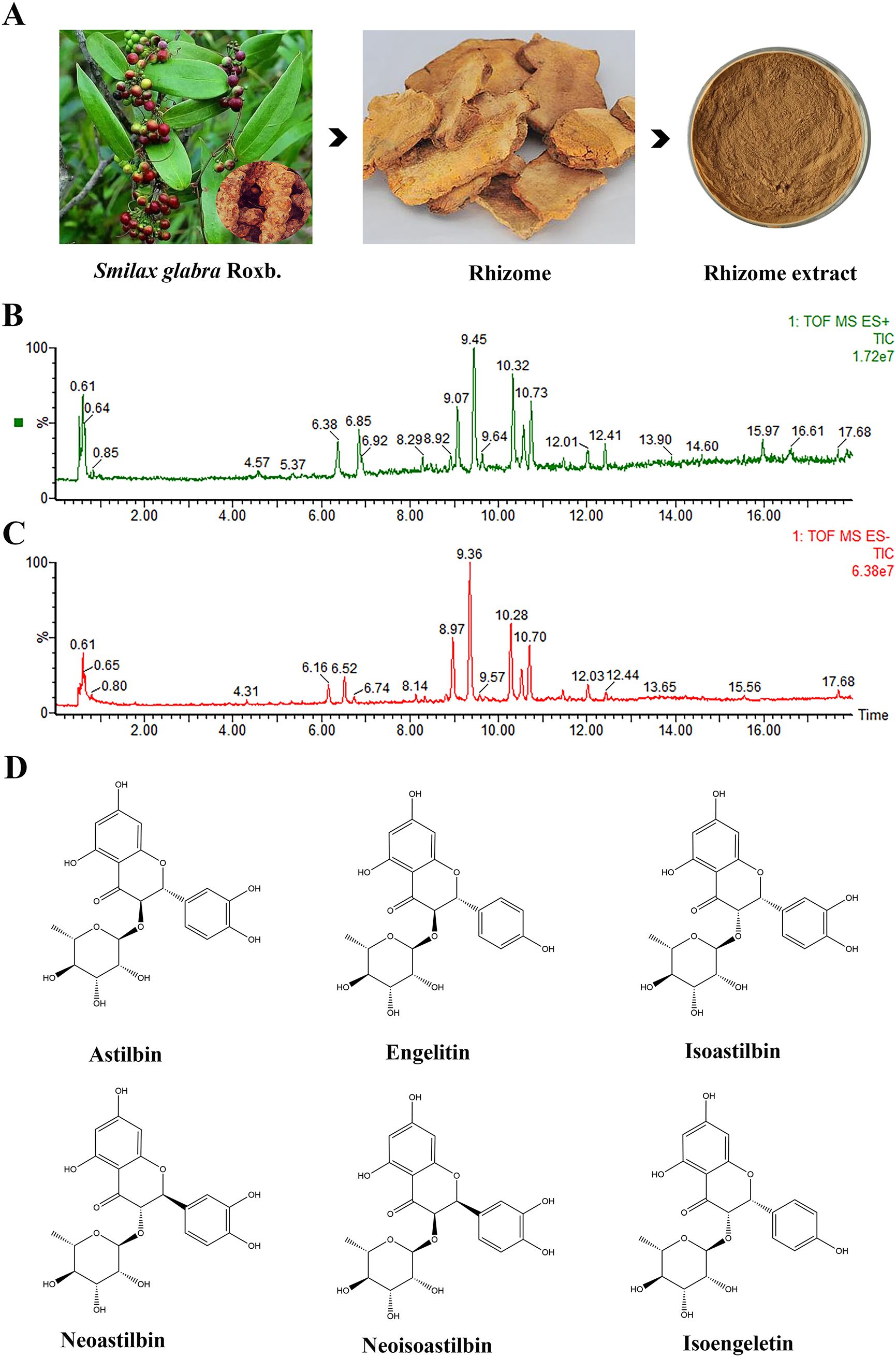 Smilax glabra plant image showing red berries and green leaves next to images of its rhizome and rhizome extract. Graphs B and C display mass spectrometry results with peaks indicated along a time scale. Section D presents chemical structures of six compounds: Astilbin, Engelitin, Isoastilbin, Neoastilbin, Neoisostilbin, and Isoengelitin, with structural formulas detailed beneath each name.