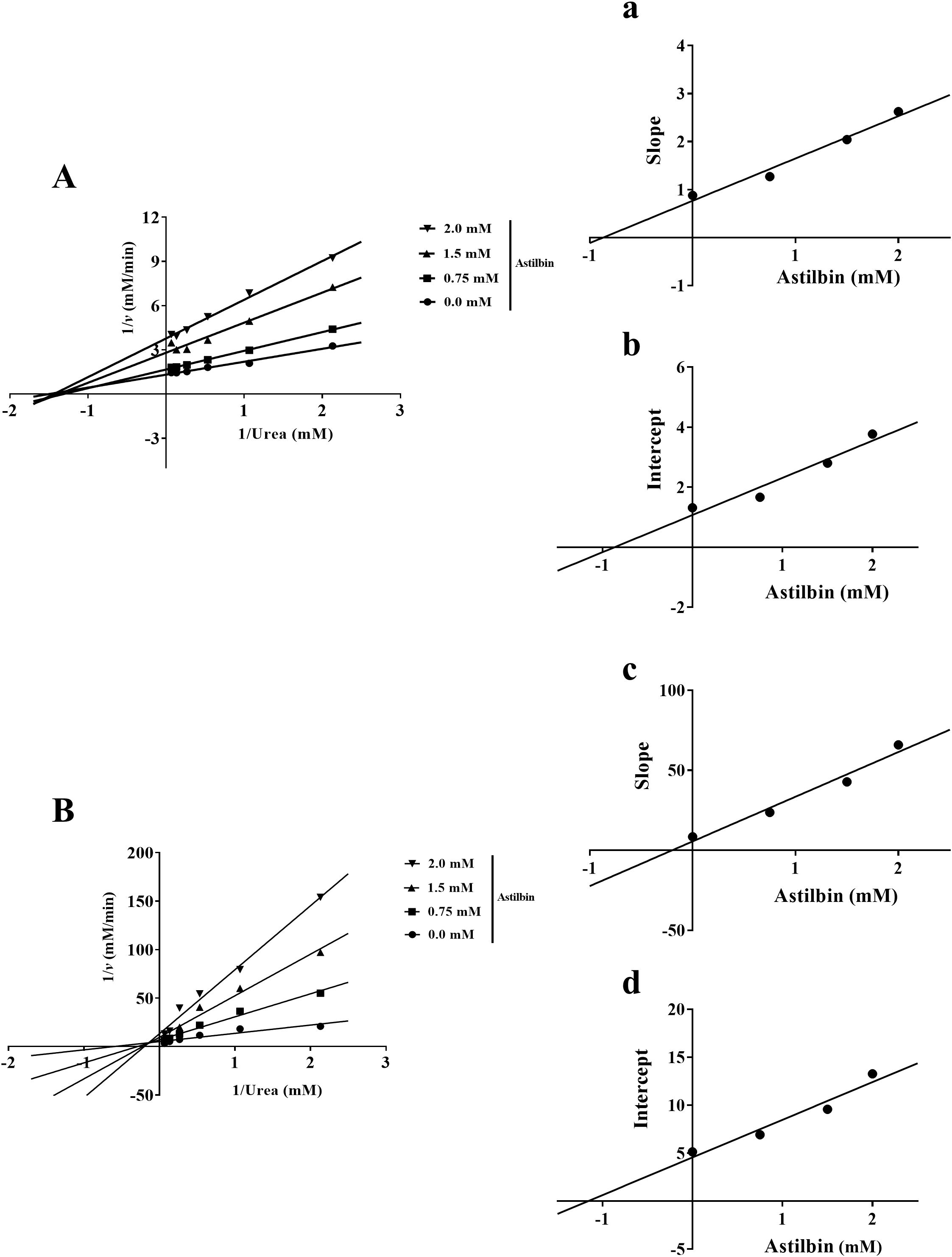 The image consists of four graphs. Graph A shows a Lineweaver-Burk plot for various concentrations of Astilbin with inverse urea concentration on the x-axis and inverse velocity on the y-axis. Graph B is similar, but with a larger scale on the y-axis. Graphs a and c depict linear relationships between Astilbin concentration and slope values, while graphs b and d show the relationship between Astilbin concentration and intercept values. Each graph is labeled respectively and includes data points with linear trend lines.