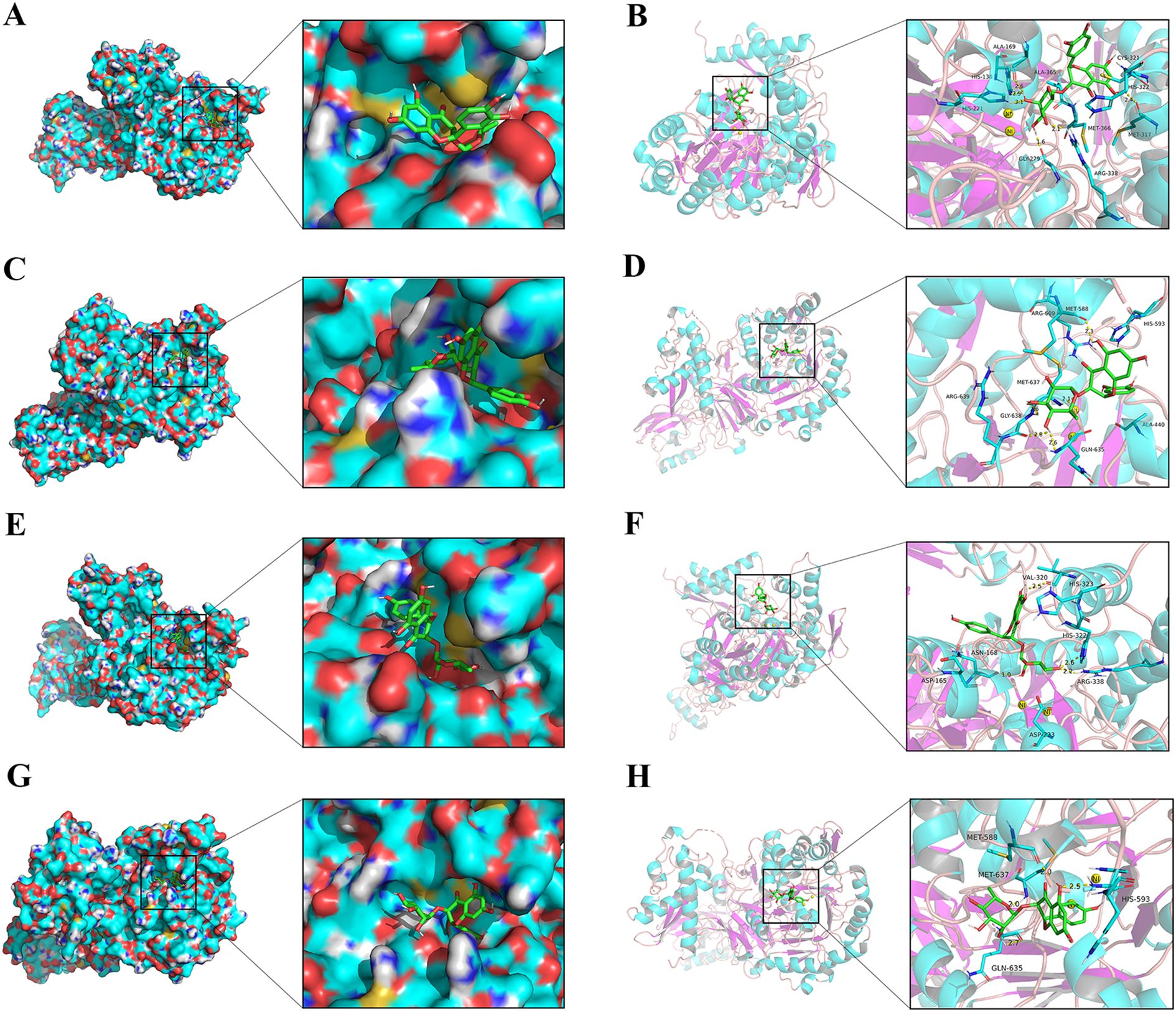 Molecular graphics illustrate interactions between proteins and ligands, with eight panels labeled A to H. Each panel shows a protein surface model connected to a zoomed-in view of a ligand-binding site, highlighting the alignment and interaction details. Different colors and structures represent various protein and ligand components, emphasizing their spatial relationships.
