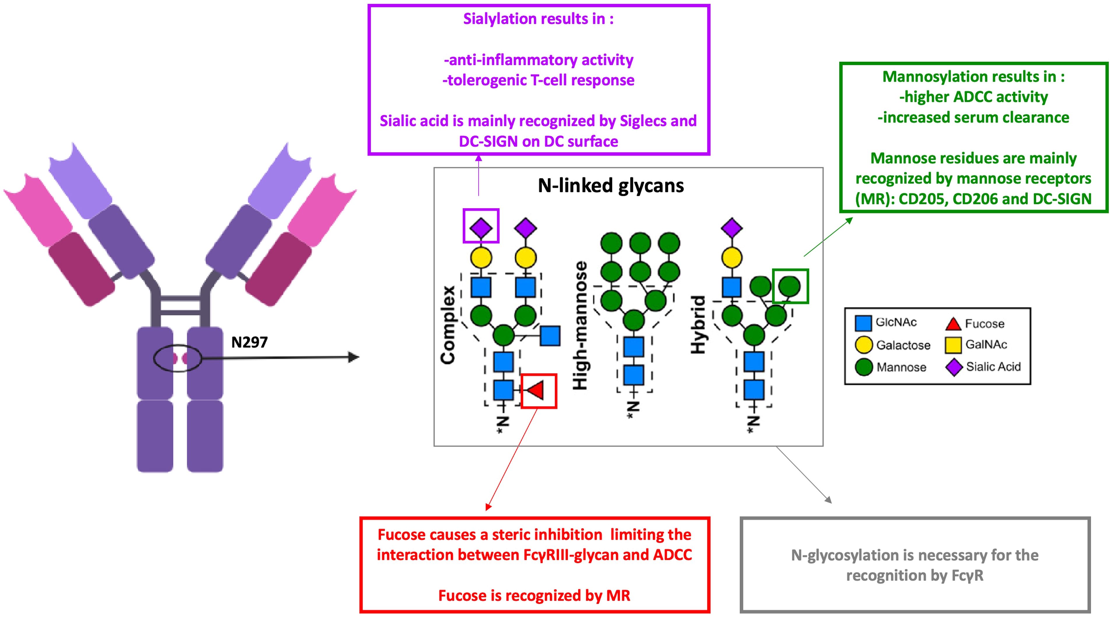 Diagram of an antibody structure highlighting N-linked glycans at position N297. The glycans include complex, high-mannose, and hybrid types. Key features: sialylation leads to anti-inflammatory activity and tolerogenic T-cell response; mannoylation increases ADCC activity and serum clearance; fucosylation limits FcyRIII-glycan interaction. Glycan components are color-coded: GlcNAc (blue), mannose (green), galactose (yellow), sialic acid (purple diamond), fucose (red triangle), and GalNAc (orange square).