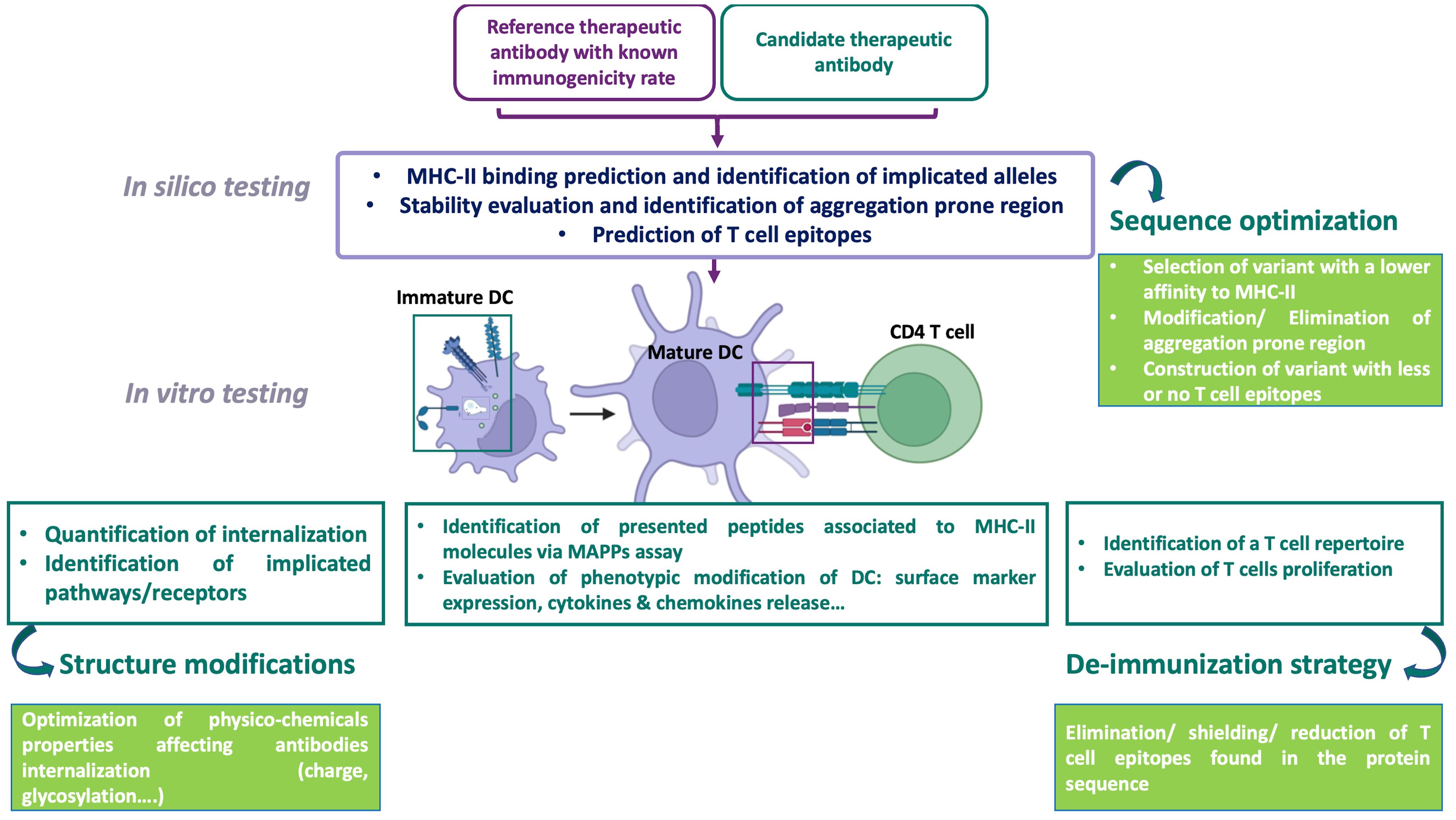 Flowchart detailing the process for assessing and optimizingtherapeutic antibodies immunogenicity, including steps for in silico testing, in vitro testing, and subsequentmodifications. It includes MHC-II binding prediction, sequence optimization, structure modifications, and a de-immunization strategy. Highlights include predicting T cell epitopes, quantifying internalization, and evaluating DC surface markers, along with strategies for reducing T cell epitope presence. Illustrated cells include immature and mature dendritic cells and a CD4 T cell.