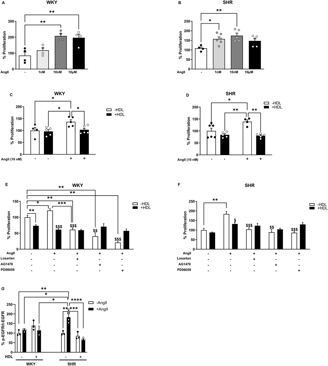 Bar graphs comparing proliferation percentages and signaling between WKY and SHR under various conditions, including HDL presence and AngII concentration. Panels A-F show % proliferation, with statistical significance marked by asterisks. Panel G displays % pEGFR/EGFR with significant differences indicated. Each panel distinguishes treatments and inhibitors, providing insights into cellular responses.