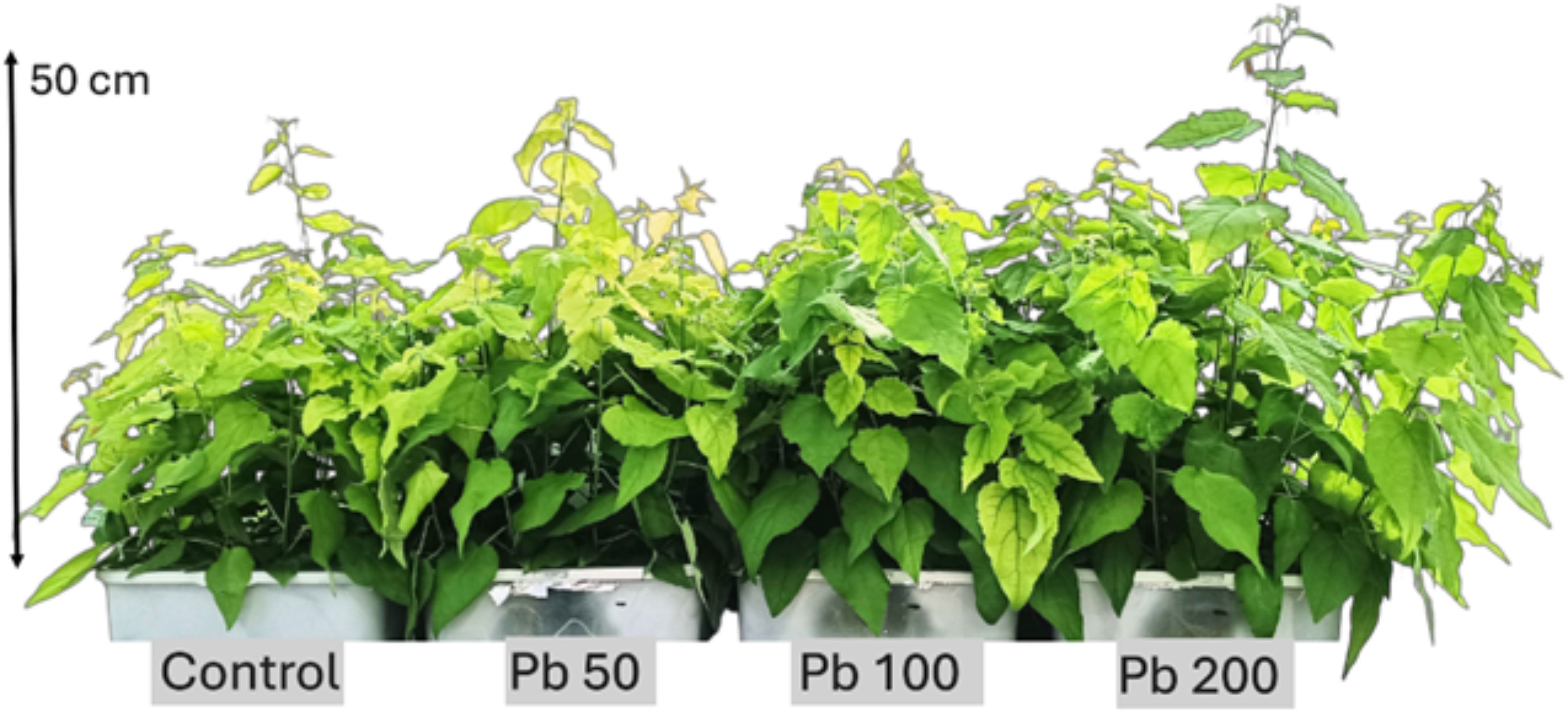Plants in four groups labeled “Control,” “Pb 50,” “Pb 100,” and “Pb 200,” are shown in pots. The height is approximately fifty centimeters, with leaves of varying shades of green.