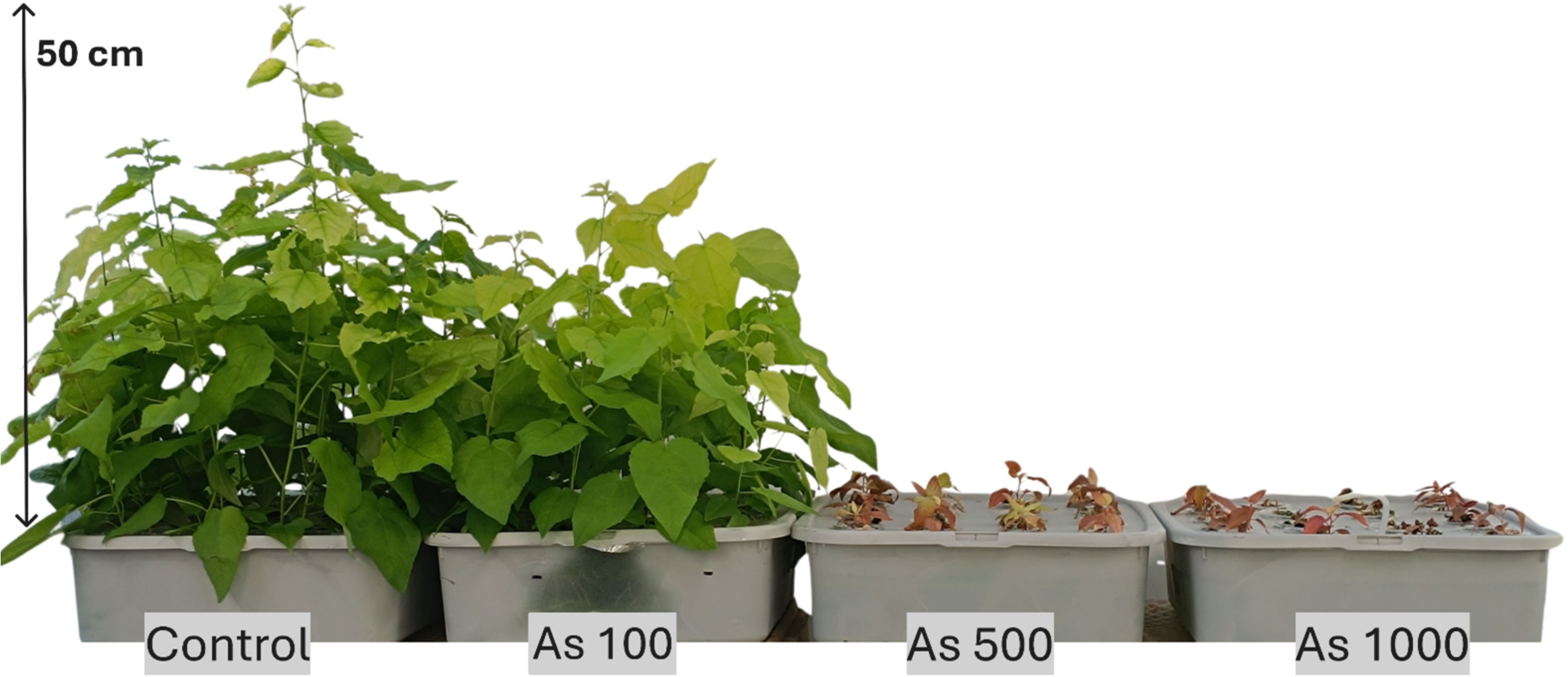 Four trays of plants showing varying growth levels. The “Control” and “As 100” trays have lush green plants, while “As 500” and “As 1000” trays have smaller, wilted plants. A 50 cm scale is shown.