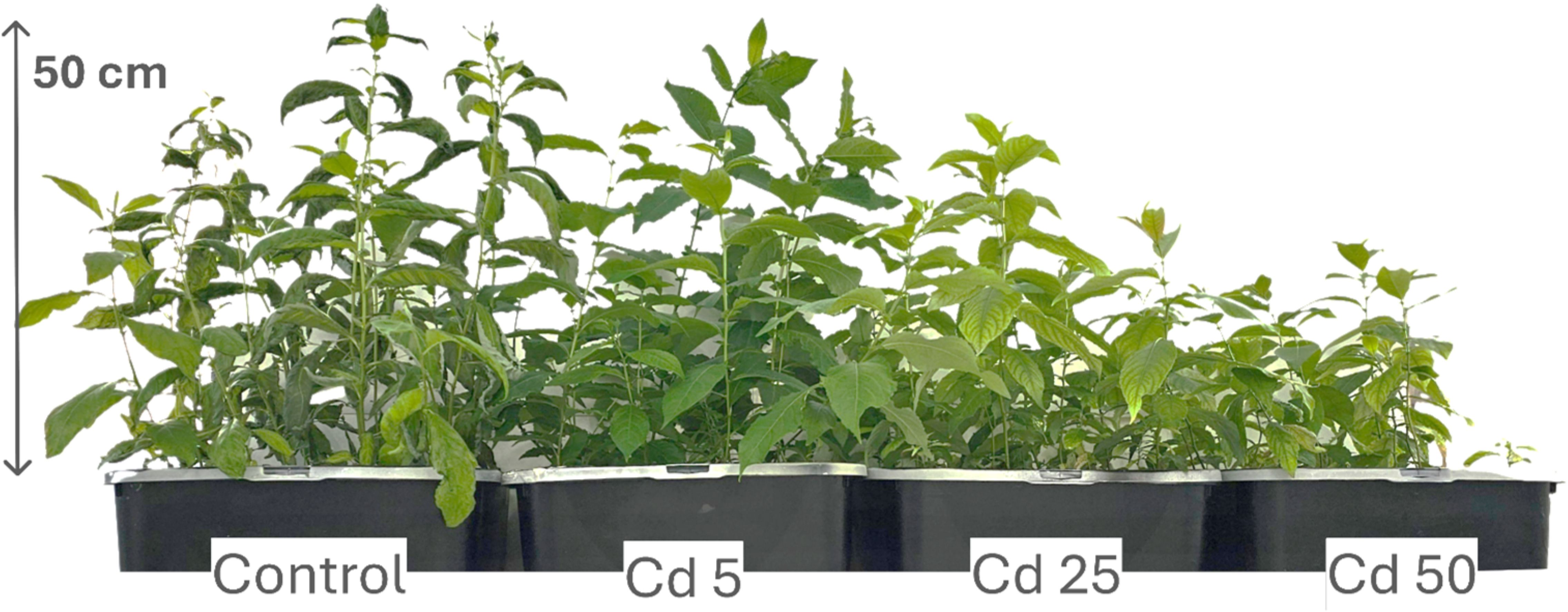 Plants growing in four labeled pots: Control, Cd 5, Cd 25, and Cd 50. A 50 cm vertical scale is shown. Plant height decreases progressively from Control to Cd 50.