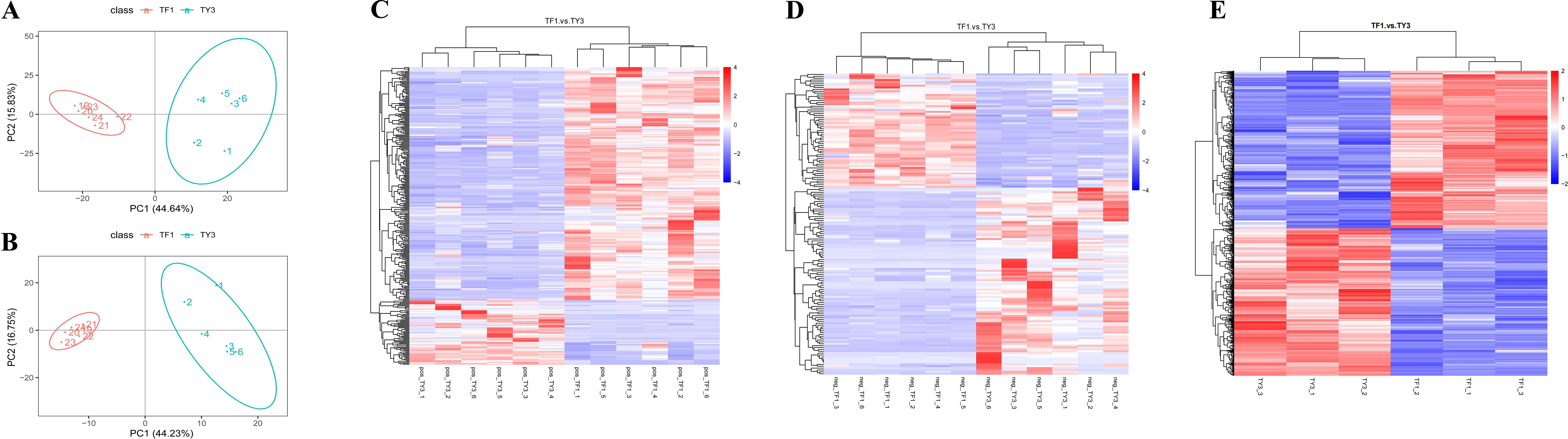 Two principal component analysis (PCA) plots labeled A and B show data distribution for classes TF1 and TY3, with distinct cluster separation. Heatmaps labeled C, D, and E display hierarchical clustering results for TF1 versus TY3, illustrating gene expression differences. The heatmaps use a color gradient from blue to red, indicating expression levels.