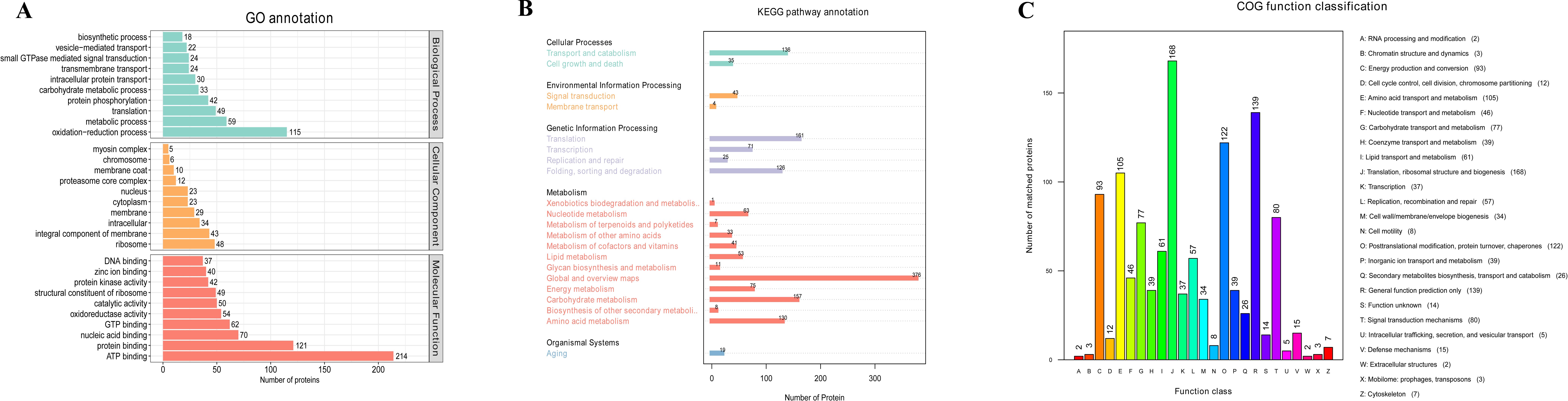 Three-panel graphical presentation: Panel A shows a bar chart for Gene Ontology (GO) annotation, categorizing proteins by biological process, cellular component, and molecular function, with the highest number being metabolic processes. Panel B displays a bar chart for KEGG pathway annotation, highlighting various pathways, with metabolism-related categories having the most proteins. Panel C presents a COG function classification bar chart, categorizing proteins into functional classes, with translation, ribosomal structure, and biogenesis showing the largest group.