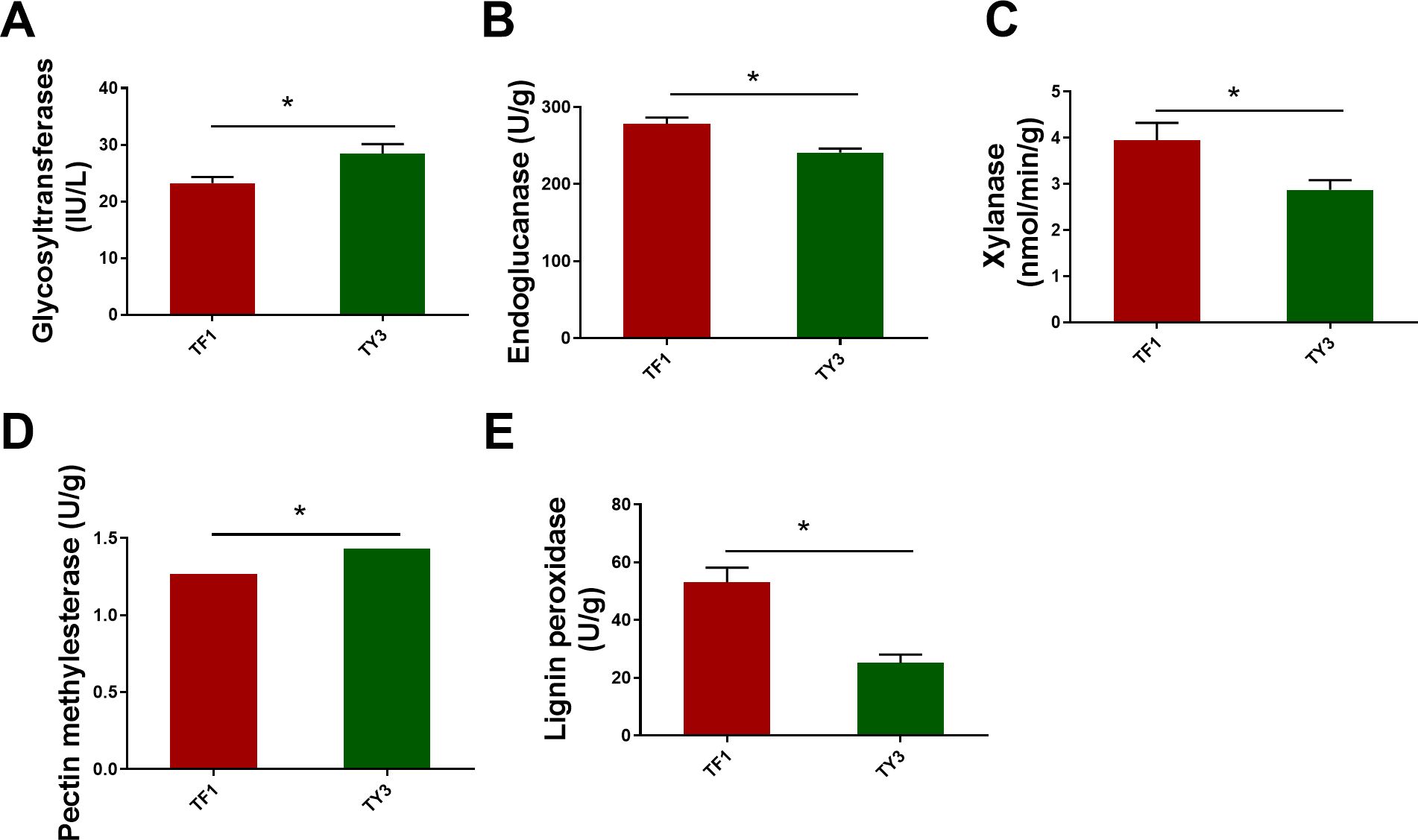 Bar graphs labeled A to E compare enzyme activities between TF1 and TY3. A shows glycosyltransferases activity higher in TY3. B shows endoglucanase higher in TF1. C shows xylanase higher in TF1. D shows pectin methylesterase higher in TY3. E shows lignin peroxidase significantly higher in TF1. Statistical significance is indicated by an asterisk.