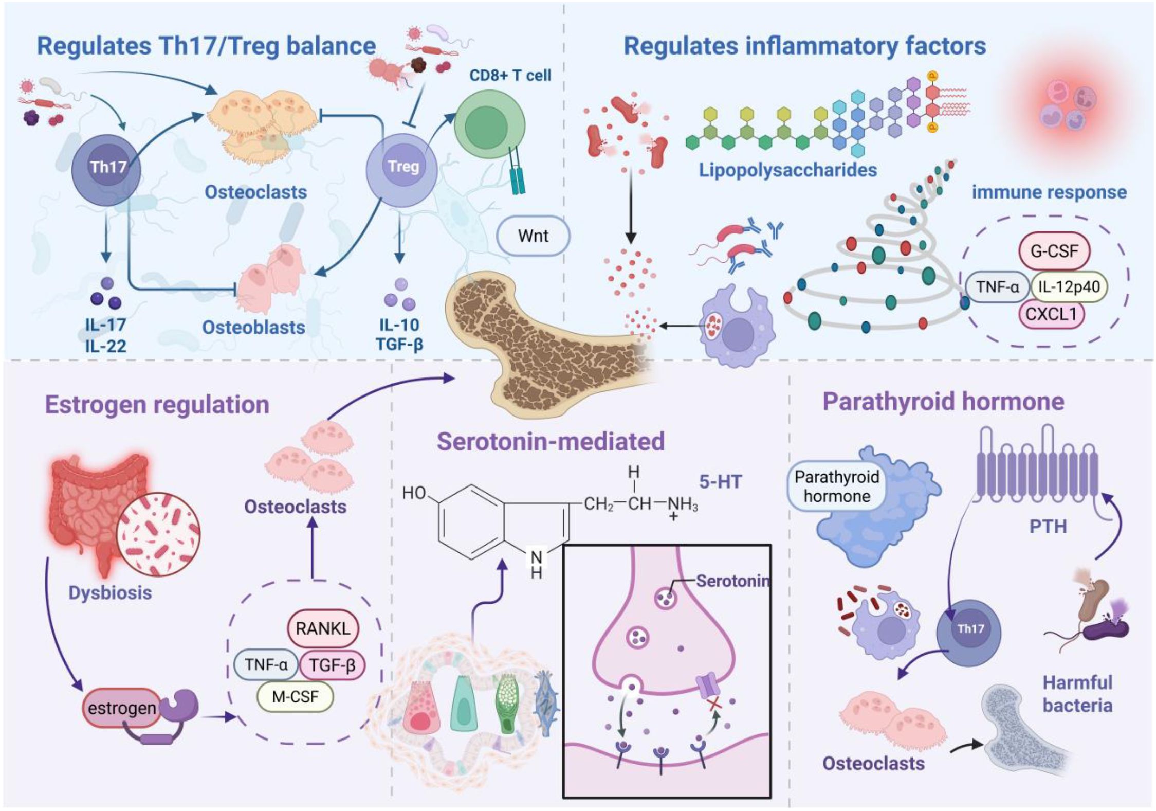 Diagram illustrating the regulation of bone cell activity and inflammation by various factors. Key components include Th17/Treg balance influencing osteoclasts, inflammatory factors regulated by lipopolysaccharides, estrogen and serotonin roles in osteoclast activity, and parathyroid hormone impacts, all interconnected with immune responses and cellular activity.