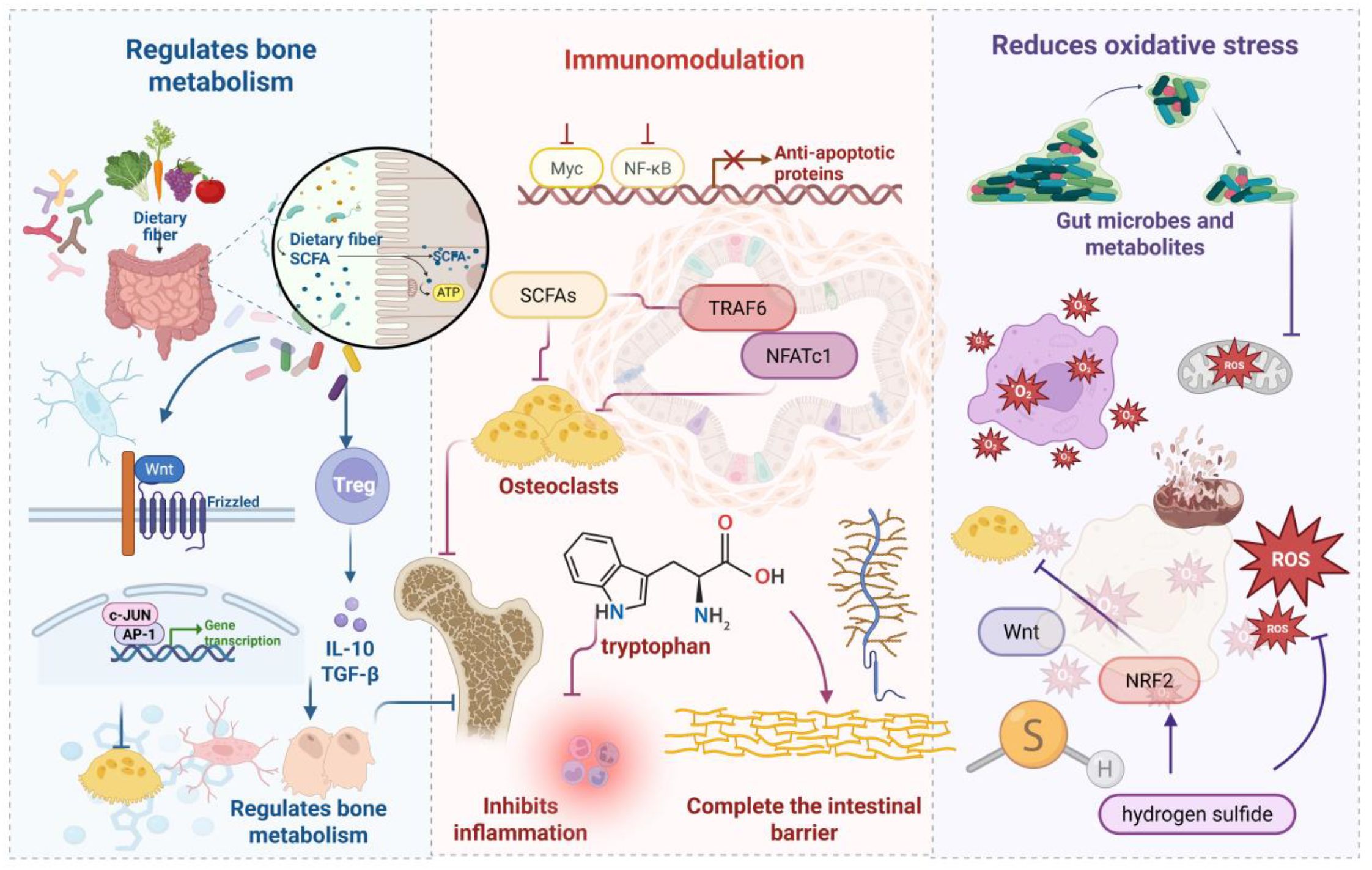 Diagram illustrating the effects of dietary fiber and short-chain fatty acids (SCFAs) on health. The left section shows dietary fiber affecting bone metabolism via Wnt signaling and Tregs, leading to cytokine production. The middle section highlights immunomodulation through SCFAs influencing TRAF6 and NFATc1, impacting osteoclasts and inflammation, and enhancing the intestinal barrier. The right section depicts gut microbes reducing oxidative stress, with metabolites interacting with hydrogen sulfide and NRF2 to combat reactive oxygen species (ROS).