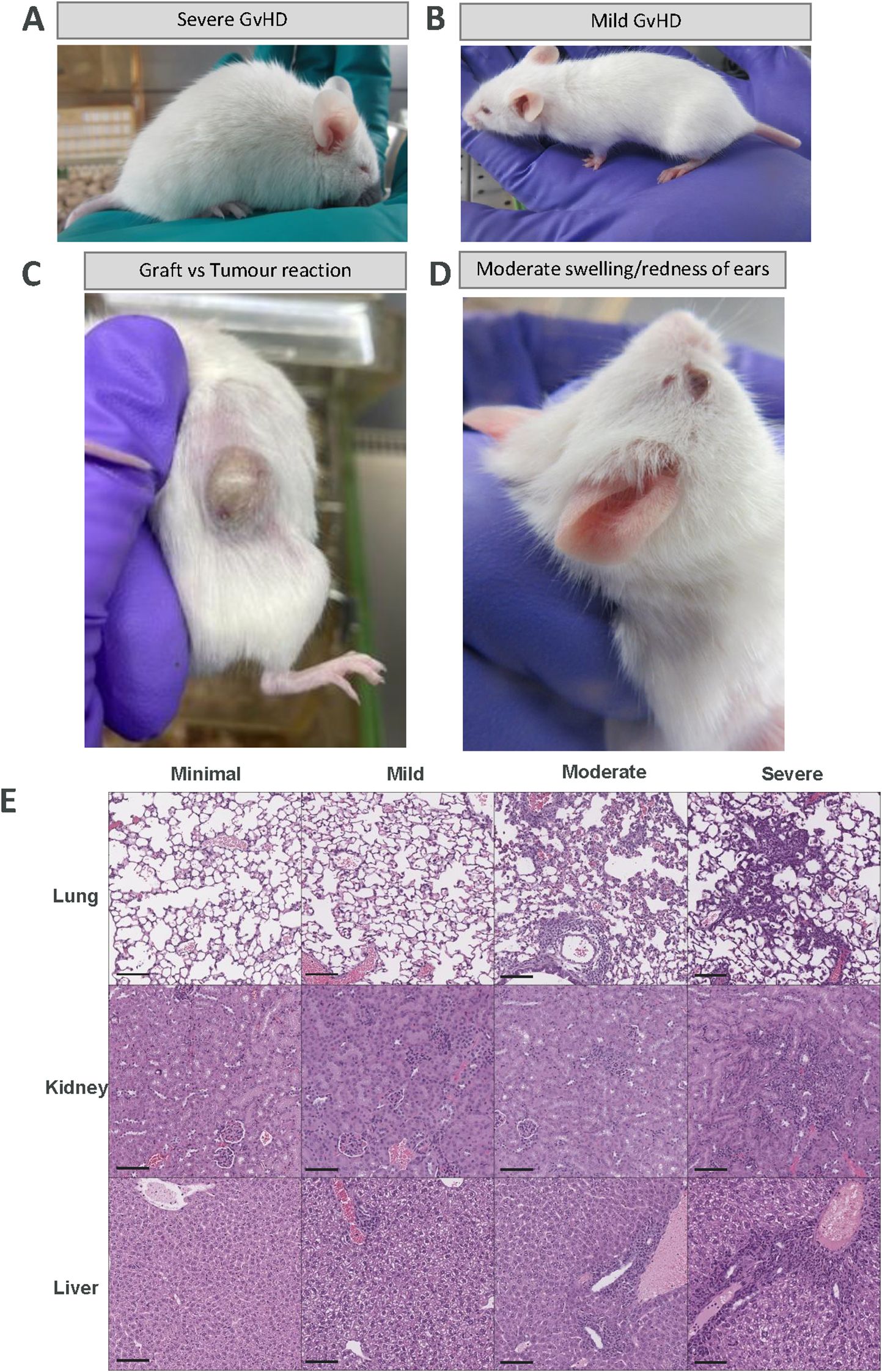 Panel A shows a mouse with severe graft-versus-host disease (GvHD) appearing lethargic. Panel B shows a mouse with mild GvHD. Panel C depicts a graft versus tumor reaction with a prominent swelling under the mouse's skin. Panel D illustrates moderate swelling and redness of the mouse's ears. Panel E presents histological images of lung, kidney, and liver tissues under minimal, mild, moderate, and severe conditions, showing progressive tissue damage.