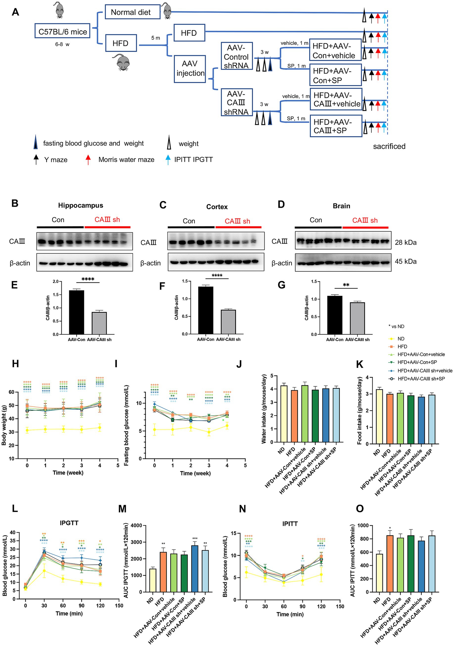 Diagram (A) outlines an experimental procedure on C57BL/6 mice involving diets and AAV injections. Panels B, C, and D display Western blots for CAIII and β-actin in the hippocampus, cortex, and whole brain. Graphs E, F, and G show CAIII protein expression levels. Charts H through O depict body weight, fasting blood glucose, and intake measurements across different groups. Data demonstrate no significant effect of CAIII shRNA injection on the parameters presented in this figure for HFD mice.