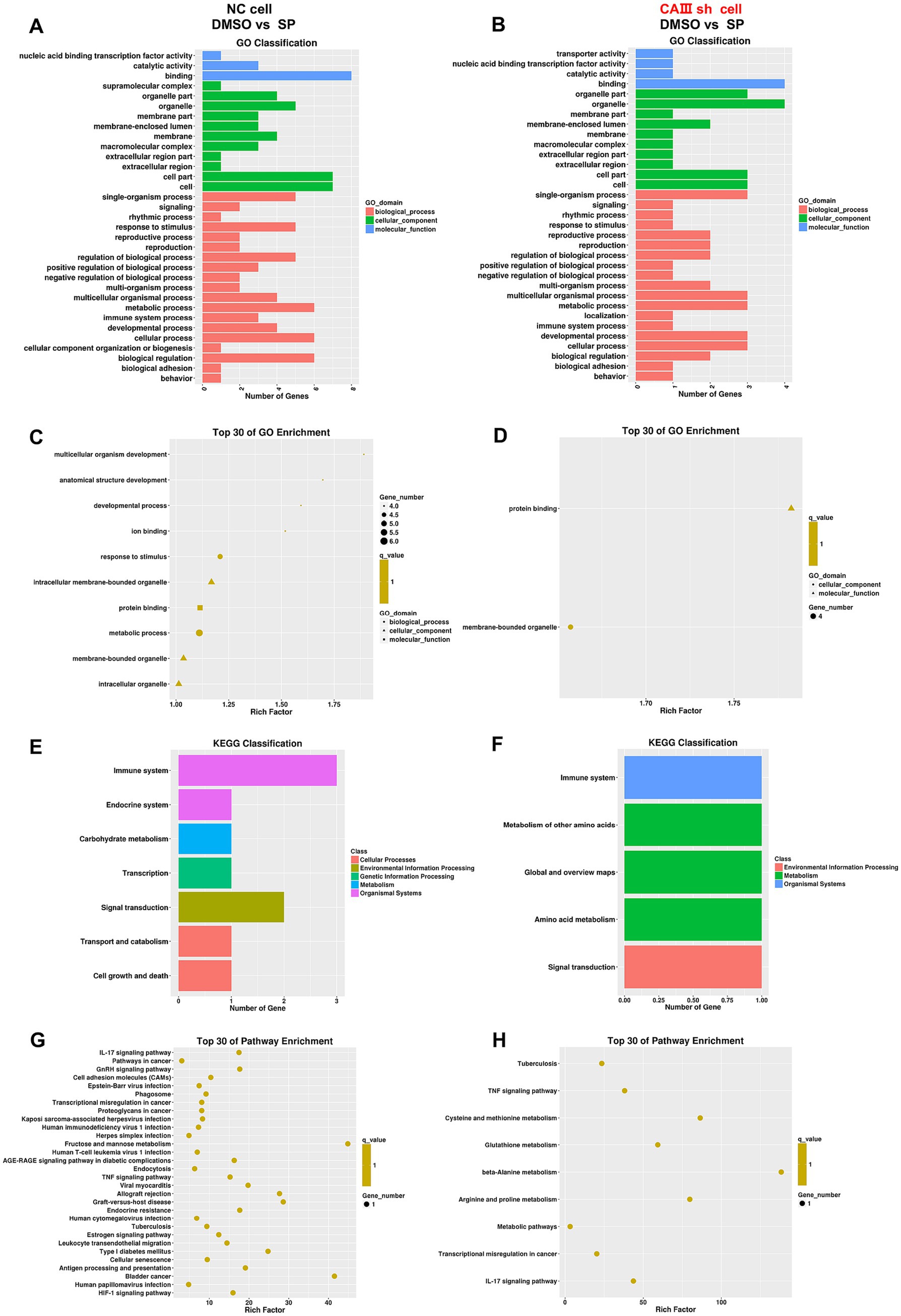 Two panels comparing NC cells (A, C, E, G) and CAIII sh cells (B, D, F, H) for DMSO vs. SP treatment. Panels A and B display GO Classification bar charts, highlighting biological processes, cellular components, and molecular functions. Panels C and D show GO Enrichment scatter plots of the top 30 terms, with gene number and p-value indicated. Panels E and F depict KEGG Classification bar charts, contrasting categories like the immune system and metabolism. Panels G and H present Pathway Enrichment scatter plots for major pathways, showing rich factor, gene number, and significance.