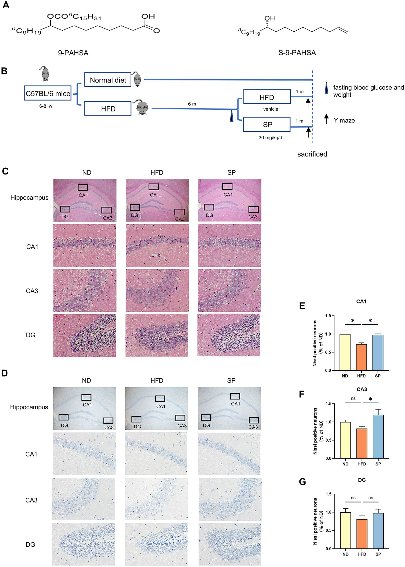 Chemical structures of 9-PAHSA and S-9-PAHSA, depicted as molecular diagrams. Diagram B shows a timeline of mouse diets, including normal, high-fat, and supplement phases. Panels C and D display hippocampus tissue images under different diets: ND, HFD, and SP, highlighting CA1, CA3, and DG regions. Graphs E, F, and G present neuron positivity percentages in CA1, CA3, and DG, respectively, with statistical significance marked by asterisks.