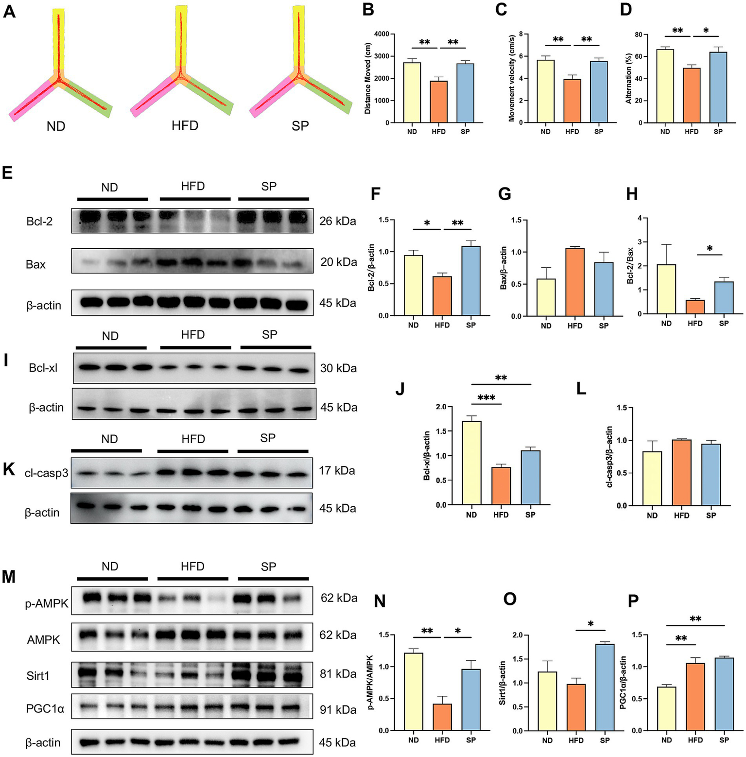 Composite image displaying diagrams, graphs, and Western blot results. Panel A shows three Y-maze images labeled ND, HFD, and SP, representing the mice’s movement tracks in these groups. Panels B-D are bar graphs showing distance moved, mean velocity, and alternation percentage with significant differences indicated. Panels E, I, K, and M present Western blots for various proteins, including Bcl-2, Bax, Bcl-xl, cl-casp3, p-AMPK, AMPK, Sirt1, and PGC1α, against β-actin as a control. Panels F, G, H, J, N, O, and P are quantification bar graphs reflecting protein expression levels, with statistical significance highlighted.