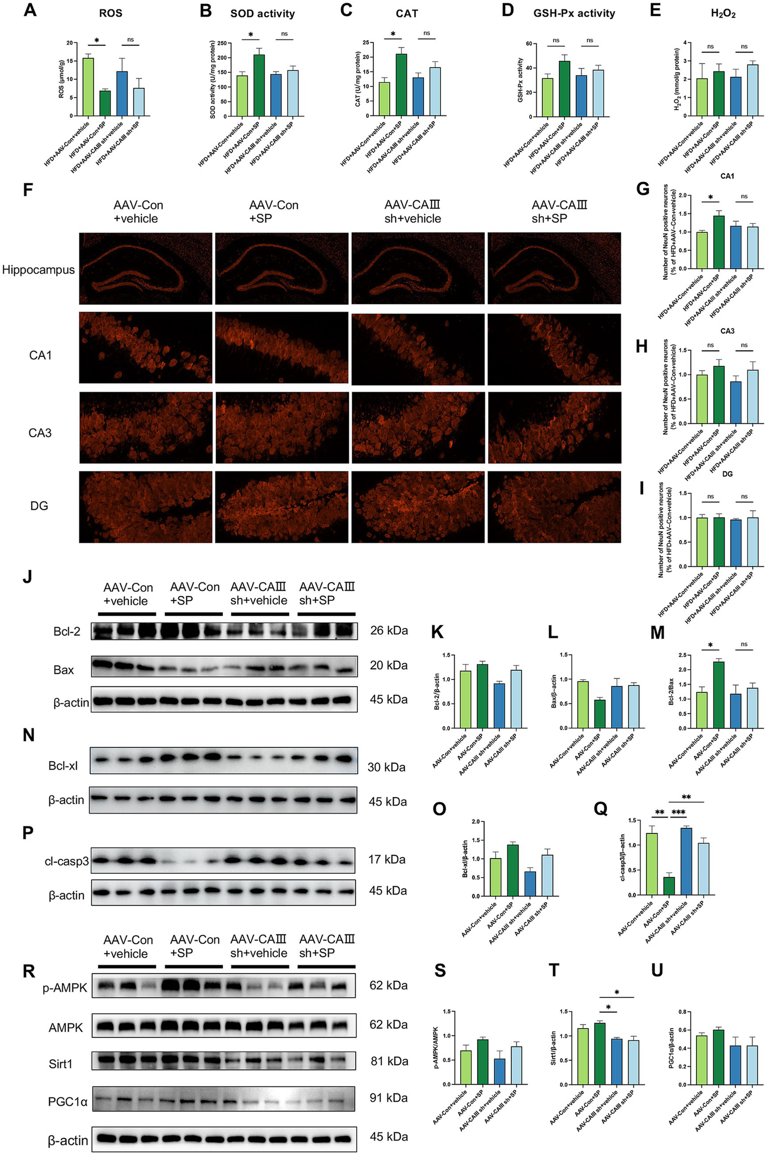 Composite image presenting various experimental results. Panels A-E show bar graphs illustrating measurements of ROS, SOD activity, CAT, GSH-Px activity, and H₂O₂ across different treatment groups. Panel F displays micrographs of hippocampal regions (CA1, CA3, DG) under four conditions. Panels J, N, P, and R depict Western blots for proteins Bcl-2, Bax, Bcl-xl, cl-casp3, and AMPK pathway related proteins, with β-actin as a loading control. Panels G-I, K-M, O, Q, and S-U provide bar graph analyses corresponding to the blots, indicating variations in protein expression levels. Asterisks denote statistical significance.