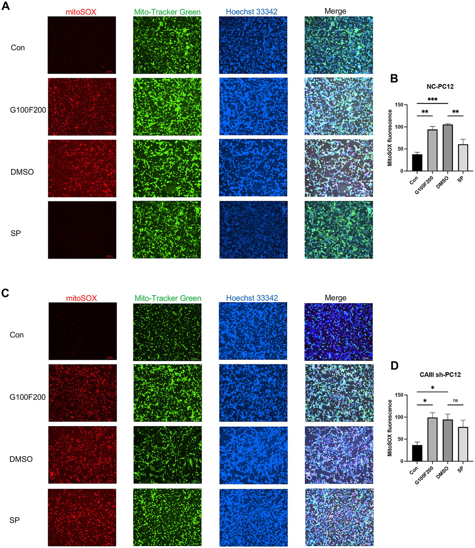 Fluorescent microscopy images in two panels (A and C) with treatments: Con, G100F200, DMSO, SP. Each treatment shows four images: mitoSOX (red), Mito-Tracker Green, Hoechst 33342 (blue), and a merged image. Bar graphs (B and D) depict mitoSOX fluorescence levels in NC-PC12 and CAIII sh-PC12 cells, respectively, with statistical significance indicated by asterisks.