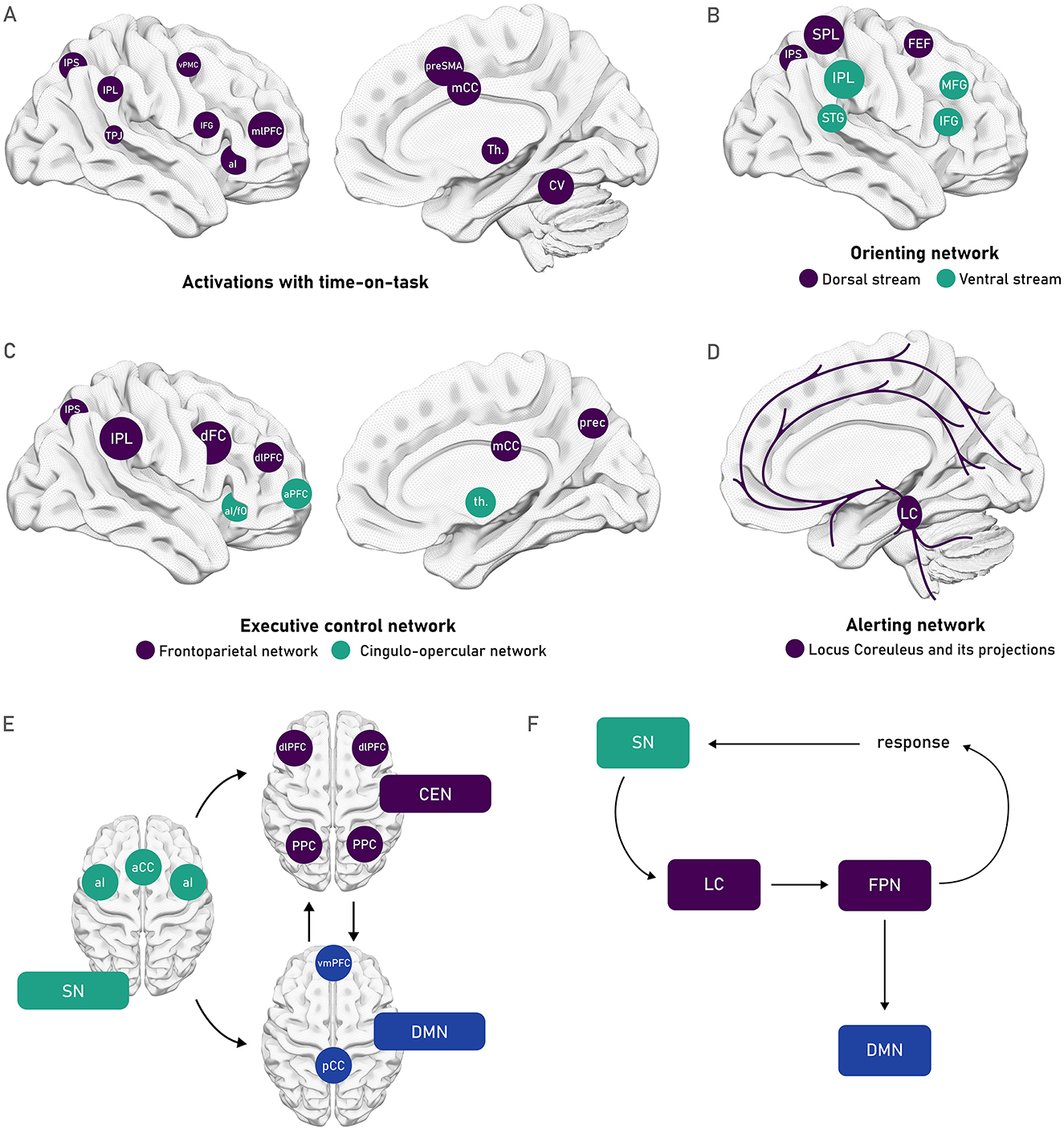 A: Activations with time-on-task, highlighting regions like mlPFC and mCC. B: Orienting network, differentiating the dorsal (purple) and ventral (green) stream. C: Executive control network, differentiating the frontoparietal network (purple) and the cingulo-opercular network (green). D: Locus Coeruleus and its projections, that form the alerting network. E: Interaction between networks SN, CEN, and DMN shown on brain models. F: Flowchart depicting connectivity between SN, LC, FPN, and DMN with response pathways.