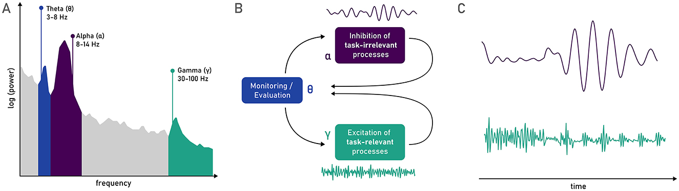 Panel A shows log power versus frequency with Theta (3–8 Hz), Alpha (8–14 Hz), and Gamma (30–100 Hz) frequency bands highlighted in blue, purple, and green respectively. Panel B depicts a flowchart linking Theta to monitoring/evaluation functions, Alpha to inhibition of task-irrelevant processes, and Gamma to excitation of task-relevant processes. Panel C shows two waveforms over time, upper is Alpha and lower is Gamma, where gamma oscillations are gated by alpha oscillations.