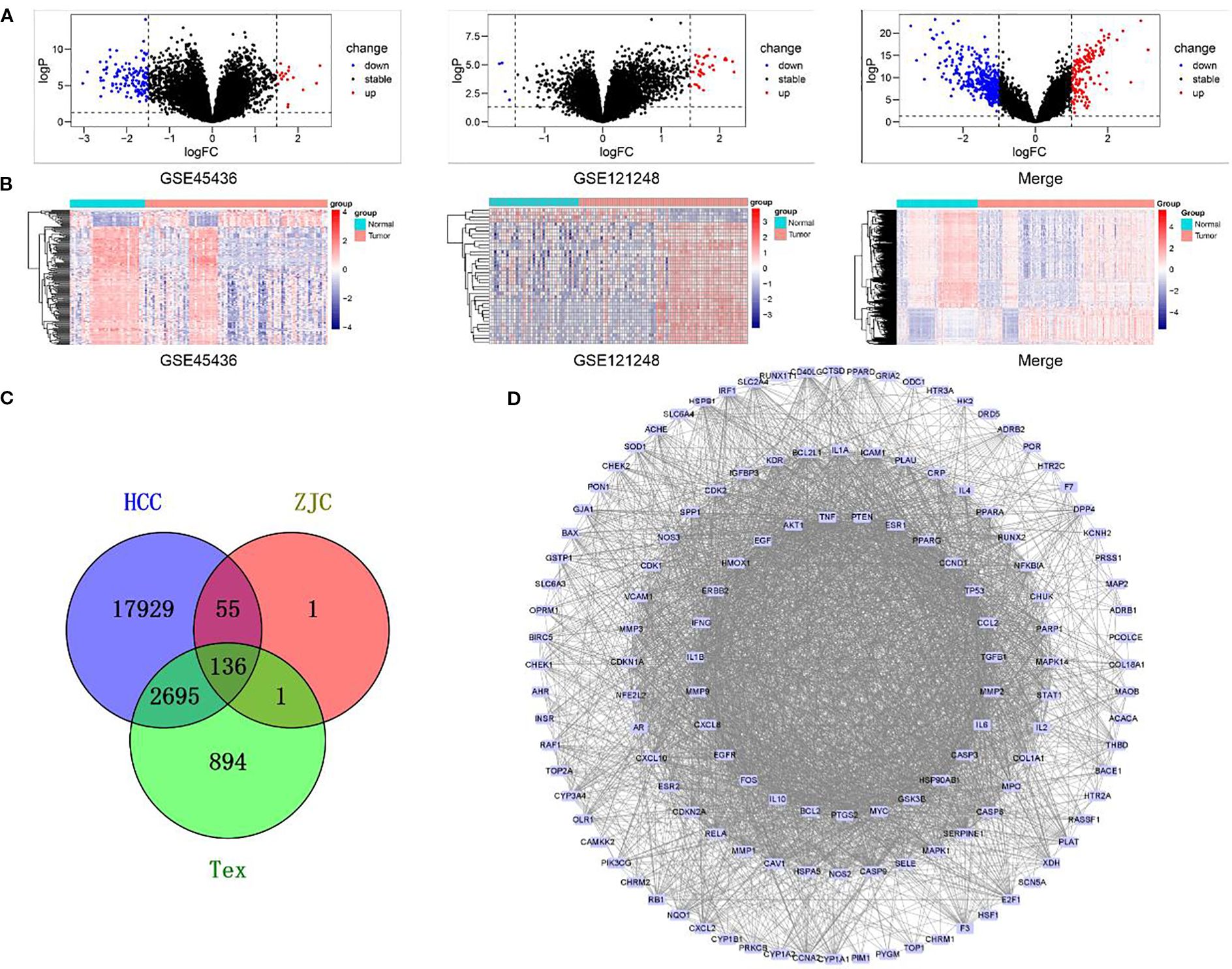 Panel A shows three volcano plots indicating gene expression changes with points colored for downregulated, stable, and upregulated genes. Panel B presents heatmaps for datasets GSE45436 and GSE121248, with merged results, illustrating expression differences between normal and tumor groups. Panel C is a Venn diagram comparing gene overlaps among HCC, ZJC, and Tex groups, highlighting shared and unique gene counts. Panel D displays a dense gene interaction network with labeled nodes connected by numerous edges, illustrating complex relationships.