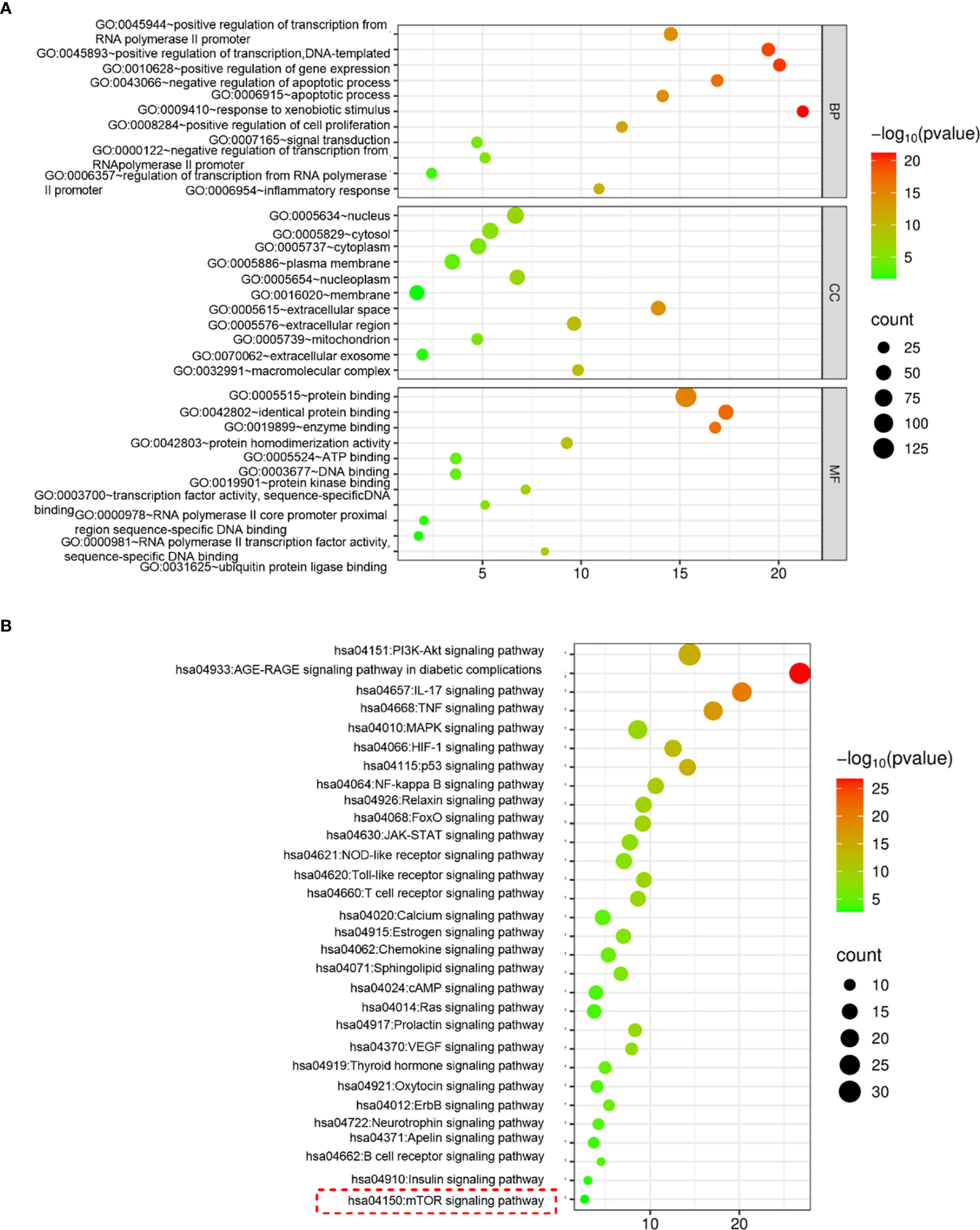 Dot plot visualization with two panels (A and B) showing enriched biological processes and pathways related to transcription, cellular signaling, and compartment locations. Each dot represents a term, with color indicating statistical significance (-log₁₀ p-value) and size representing count. Panel A categorizes by biological process (BP), cellular component (CC), and molecular function (MF). Panel B focuses on signaling pathways, highlighting the insulin and mTOR pathways. Colors range from green to red, representing increasing significance.