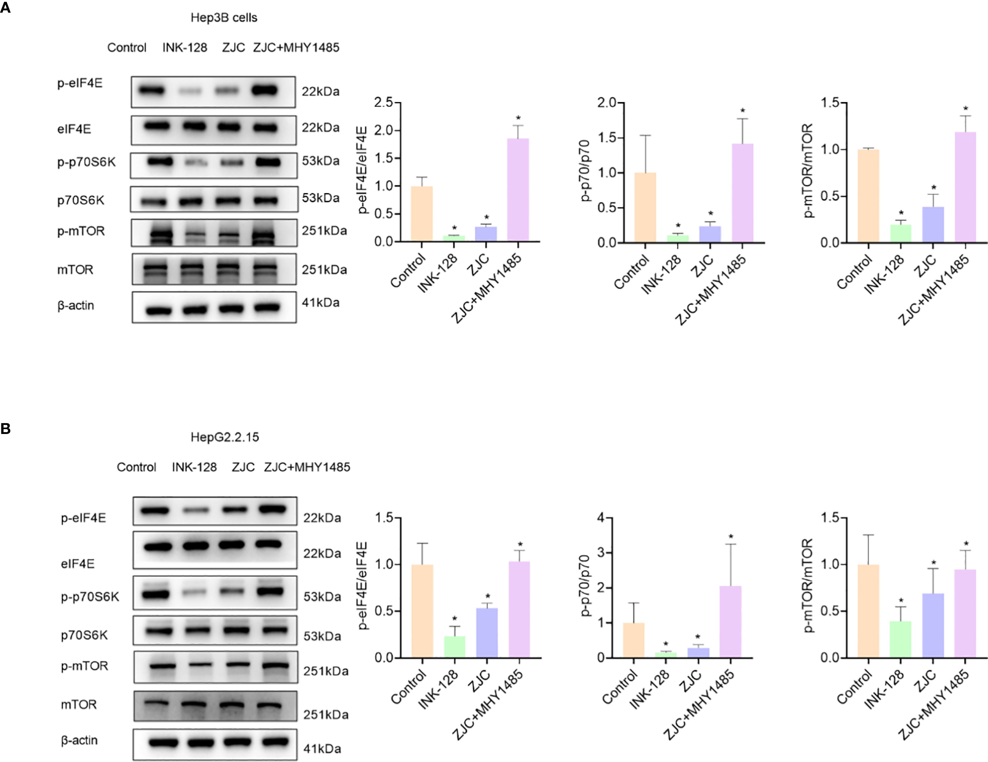 Western blot and bar graph images showing protein expression in Hep3B and HepG2.2.15 cells. Blots display protein levels for p-eIF4E, eIF4E, p-p70S6K, p70S6K, p-mTOR, mTOR, and β-actin across Control, INK-128, ZJC, and ZJC+MHY1485 treatments. Bar graphs quantify expression ratios of p-eIF4E/eIF4E, p-p70/p70, and p-mTOR/mTOR, with significant changes noted for treatments compared to control.