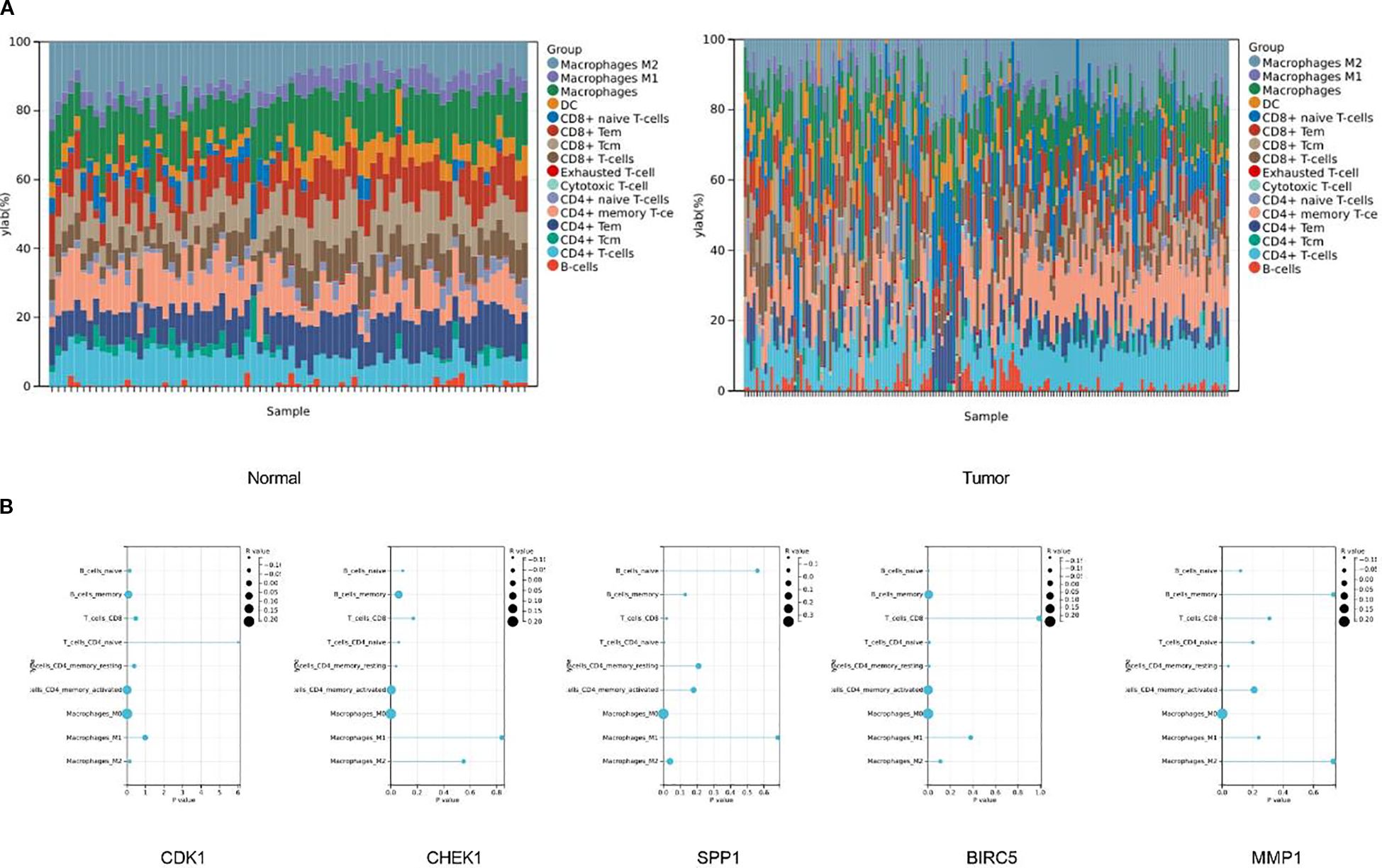 Panel A shows two stacked bar charts comparing cell type proportions in normal and tumor samples, with various immune cell groups depicted using different colors. Panel B contains dot plots for genes CDK1, CHEK1, SPP1, BIRC5, and MMP1, illustrating associations with cell types based on P-values and bubble sizes.