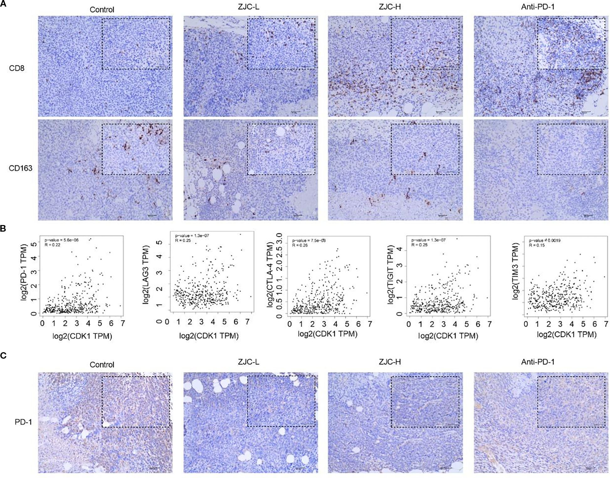A composite image includes three sections labeled A, B, and C. Section A shows histological images of tissue samples stained for CD8 and CD163 markers under conditions labeled Control, ZJC-L, ZJC-H, and Anti-PD-1. Section B displays scatter plots showing the correlation between the expression of CDK1 (x-axis) and PD-1, LAG3, TIGIT, CTLA-4, TIM-3 (y-axes) with p-values and correlation coefficients. Section C features histological images stained for PD-1 under the same conditions as Section A. Each histological image has an inset showing a magnified view.