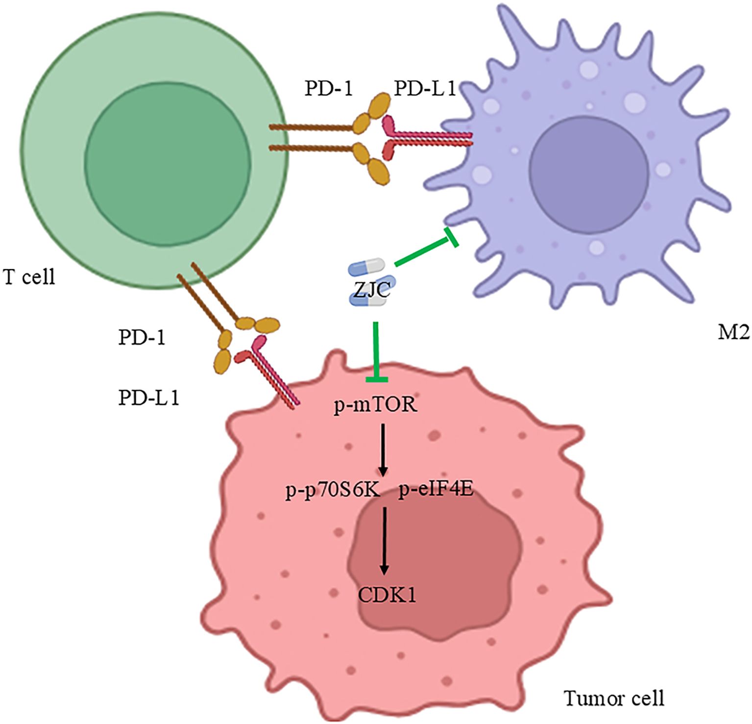 Diagram depicting interactions between a T cell, M2 macrophage, and tumor cell. T cell and tumor cell show PD-1 and PD-L1 interaction. ZJC inhibits p-mTOR in the tumor cell, blocking pathways p-p70S6K and p-eIF4E, which regulate CDK1.