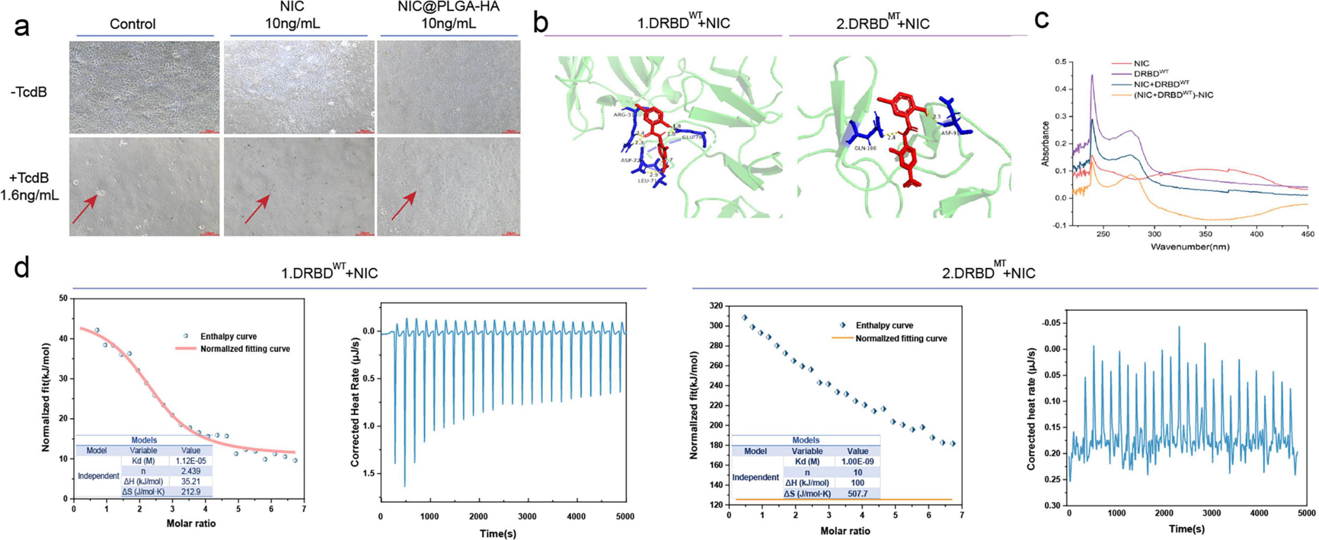 Panel a shows microscopy images of cell cultures under different conditions, with red arrows indicating changes. Panel b depicts molecular models of DRBD proteins interacting with NIC, highlighted in red and blue. Panel c features a graph of absorbance versus wavenumber, illustrating spectral changes for different substances. Panel d includes two sets of graphs: one showing enthalpy changes with fitting curves, and another displaying corrected heat rates over time, for two different DRBD conditions interacting with NIC.