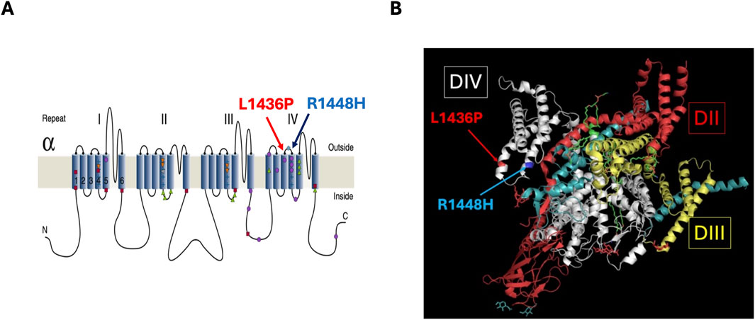 Diagram of a protein structure in two parts. Panel A shows a two-dimensional schematic of the protein with sections labeled I to IV, highlighting mutations L1436P in red and R1448H in blue. Panel B depicts a 3D model of the protein with labeled domains: DIV in white, DII in red, and DIII in yellow. The L1436P and R1448H mutations are indicated with arrows.