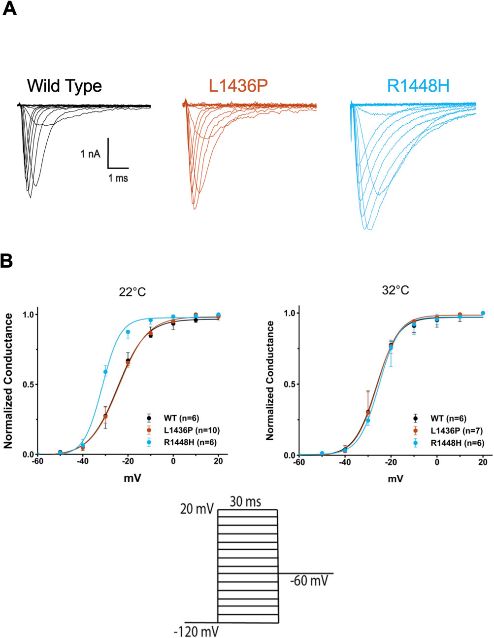 Panel A displays electrophysiological traces for wild-type, L1436P, and R1448H variants, showing inward current responses of sodium channels. Panel B presents conductance-voltage curves at 22 °C and 32 °C for the same variants, illustrating normalized conductance against membrane potential with interquartile range. A voltage protocol diagram is included below the plots.
