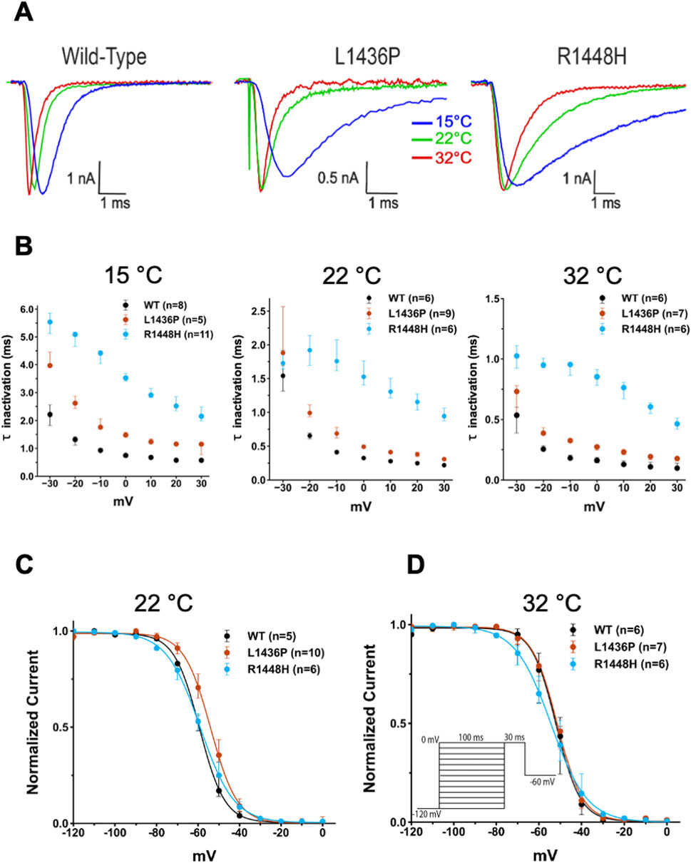 Graphical representation of electrophysiological data showing sodium channel behavior. Panel A displays current traces for Wild-Type, L1436P, and R1448H variants at temperatures of fifteen, twenty-two, and thirty-two degrees Celsius. Panel B presents inactivation times (tau) versus membrane potential at three temperatures. Panels C and D show normalized current against membrane potential at twenty-two and thirty-two degrees Celsius, respectively, with the inset depicting the voltage protocol used. Data points include the median and interquartile range.