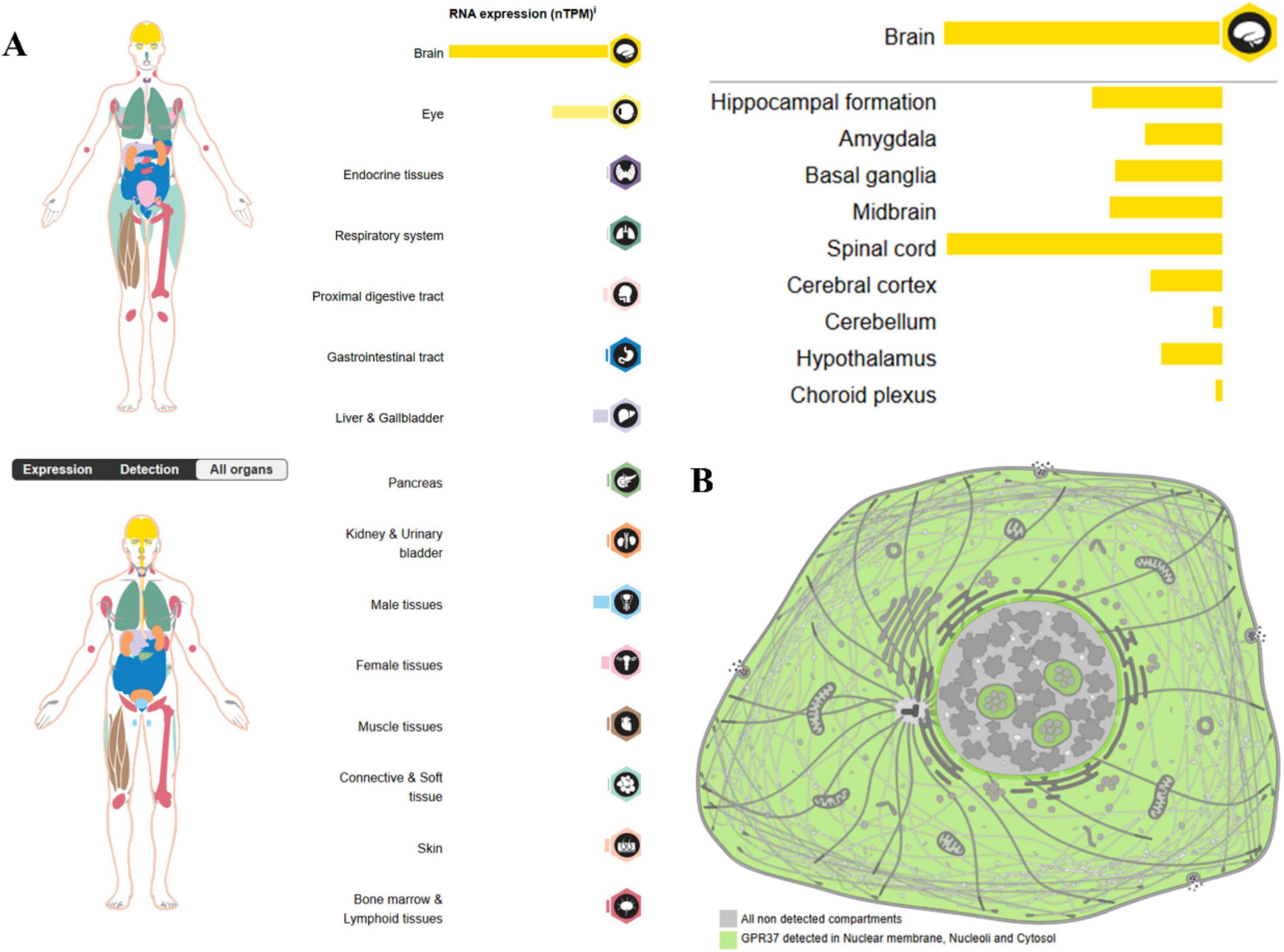 Diagram showing RNA expression levels in various human organs and brain regions, alongside a cell illustration. Panel A displays expression in organs like the brain, eye, and liver with highlighted brain regions. Panel B illustrates a cell with GPR37 detected in the nuclear membrane, nucleoli, and cytosol.