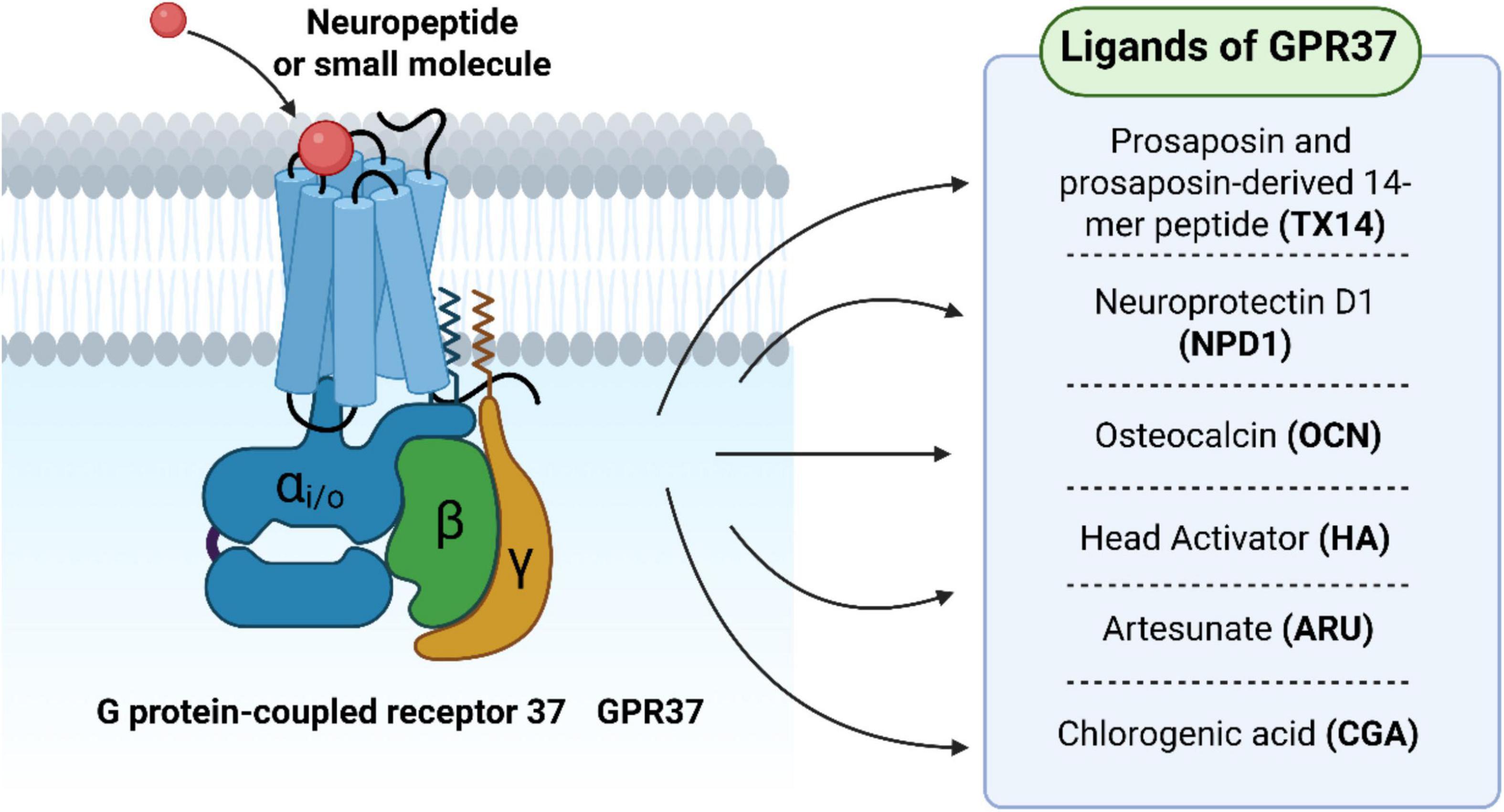 Diagram of G protein-coupled receptor 37 (GPR37) in a cell membrane, showing a neuropeptide or small molecule binding to it. Arrows point to a list of ligands: prosaposin and prosaposin-derived 14-mer peptide (TX14), neuroprotectin D1 (NPD1), osteocalcin (OCN), head activator (HA), artesunate (ARU), and chlorogenic acid (CGA).