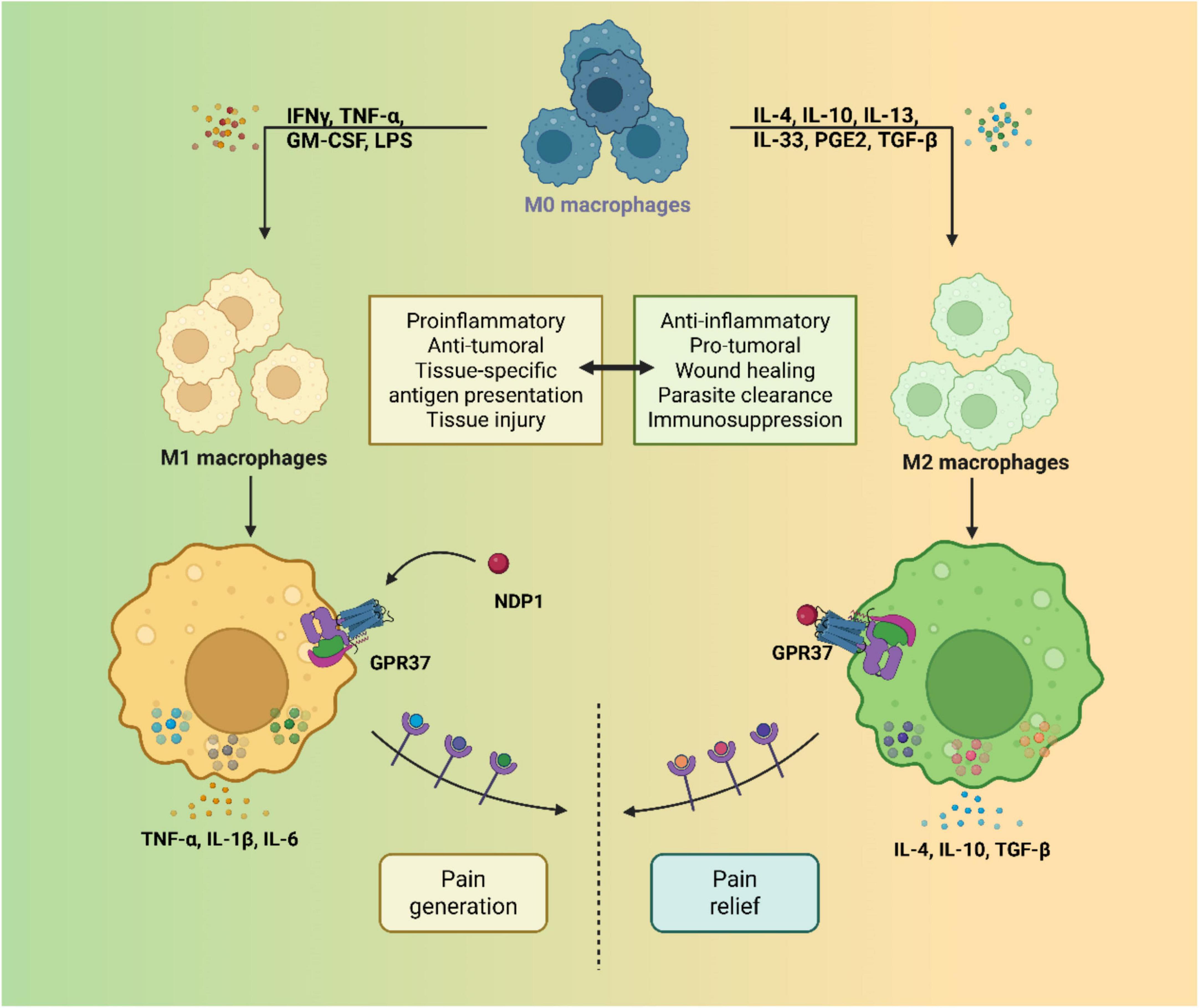 Diagram depicting macrophage polarization. M0 macrophages become M1 or M2 macrophages. M1 macrophages, influenced by IFN-γ and TNF-α, are proinflammatory and antitumoral, producing TNF-α, IL-1β, IL-6, contributing to pain generation. M2 macrophages, influenced by IL-4 and IL-10, are anti-inflammatory and protumoral, producing IL-4, IL-10, TGF-β, contributing to pain relief. GPR37 and NDP1 are involved in pain modulation.