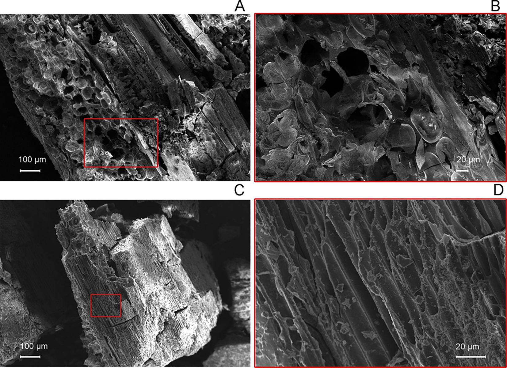 Four electron microscope images labeled A, B, C, and D. Images A and C show larger views of fibrous materials with porous structures, marked by red rectangles indicating areas of interest. Images B and D are close-ups of these highlighted sections, revealing intricate details of the materials' microstructures at a scale of twenty micrometers.
