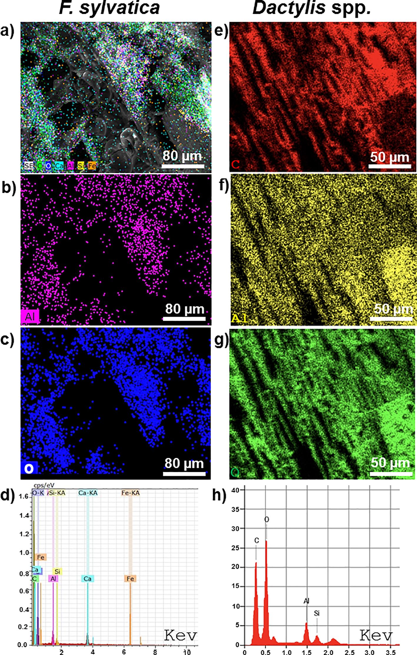Microscopic and spectroscopic analysis of Fagus sylvatica and Dactylis spp. Panels a and e show composite images with element mapping for F. sylvatica and Dactylis spp., respectively. Panels b and f display aluminum distribution, while panels c and g show oxygen distribution. Panels d and h present energy-dispersive X-ray spectroscopy (EDX) results indicating elemental composition in each sample, with peaks labeled for specific elements such as O, C, Al, Si, Fe, and Ca.