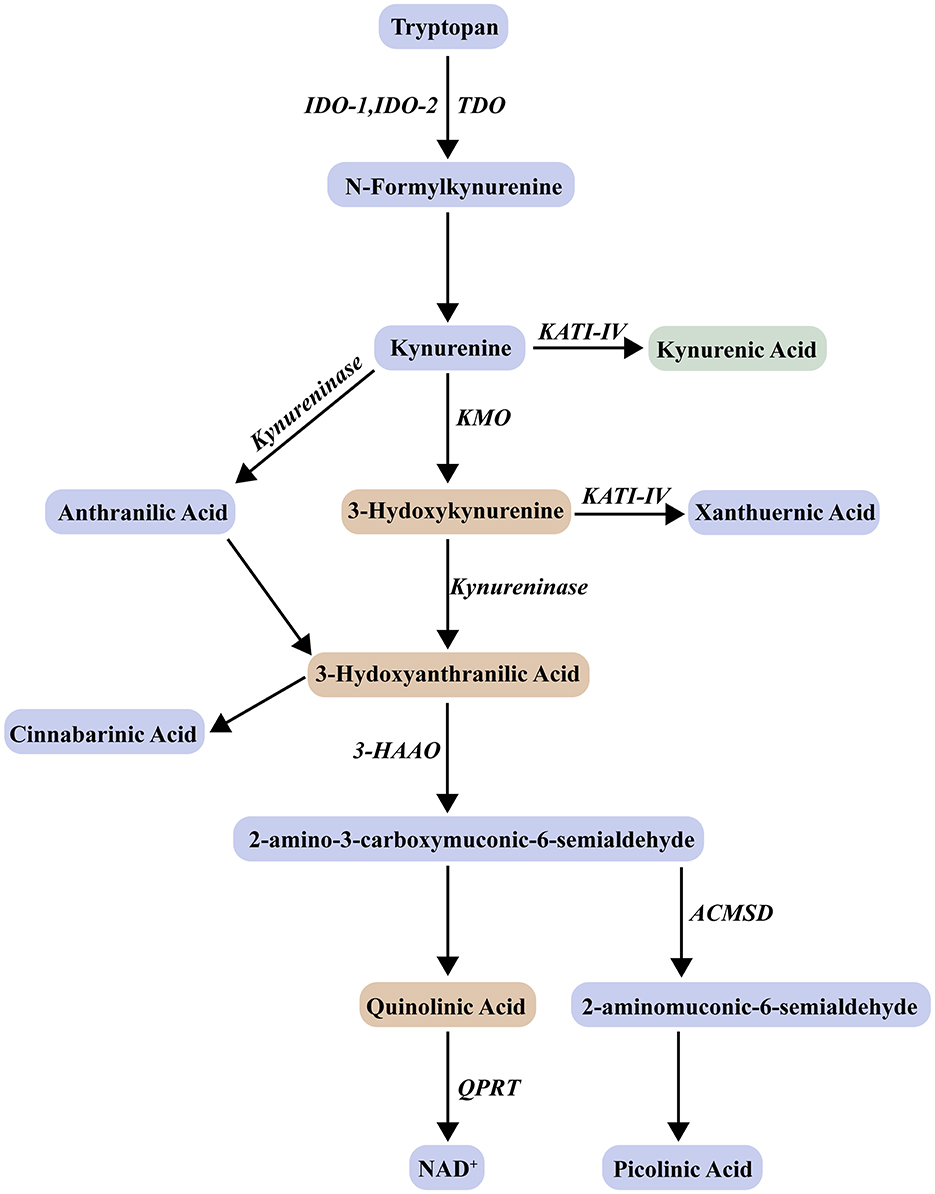Flowchart illustrating the kynurenine pathway of tryptophan metabolism. It begins with tryptophan converting to N-formylkynurenine, then to kynurenine. Kynurenine has several pathways: forming kynurenic acid via KATI-IV, or converting to 3-hydroxykynurenine through KMO. 3-Hydroxykynurenine can lead to xanthurenic acid, anthranilic acid, or 3-hydroxyanthranilic acid. The latter progresses to 2-amino-3-carboxymuconic-6-semialdehyde which branches to quinolinic acid, leading to NAD, or to 2-aminomuconic-6-semialdehyde converting to picolinic acid. Other involved compounds include cinnabarinic acid.