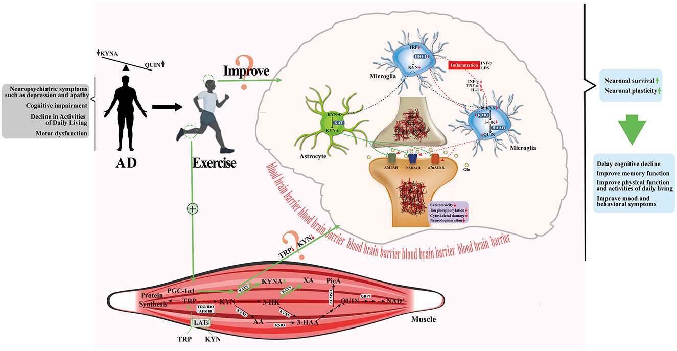 Diagram illustrating the effects of exercise on Alzheimers disease (AD). It shows how exercise may improve symptoms by affecting muscle protein synthesis and kynurenine pathway, influencing astrocytes and microglia in the brain. This could enhance neuronal survival, plasticity, and delay cognitive decline, improving memory, physical function, mood, and behavior.