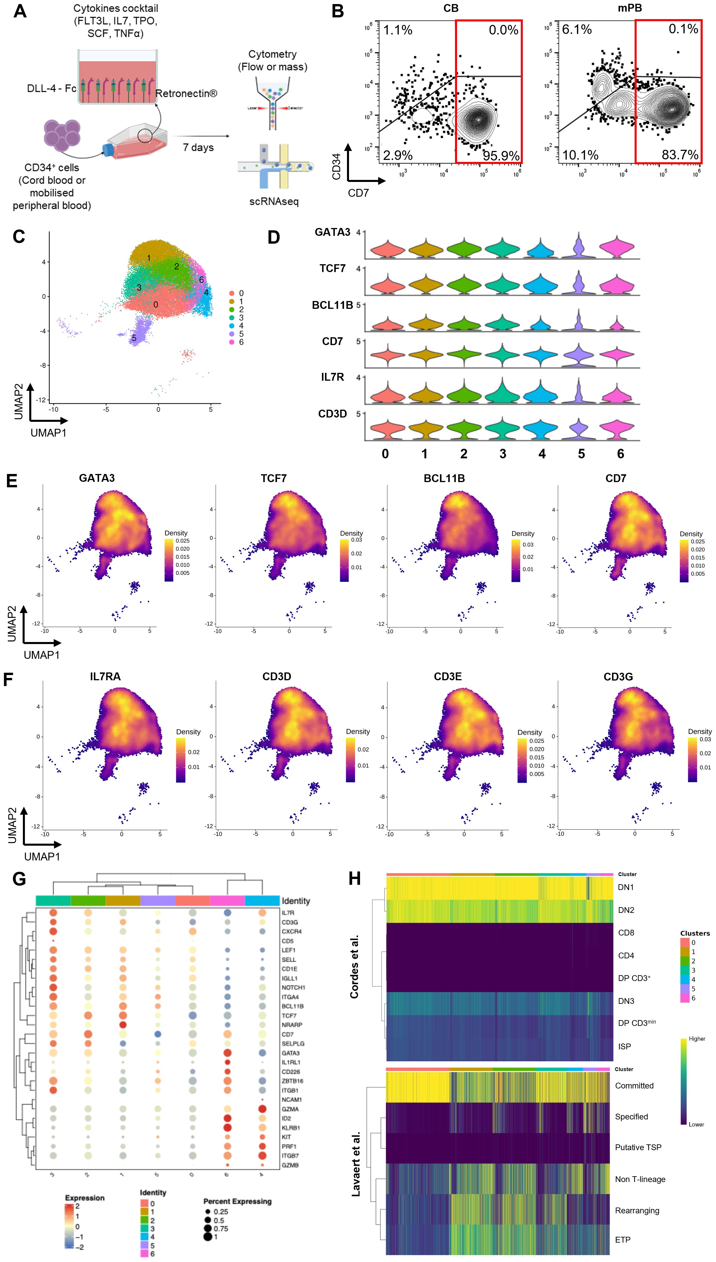 This composite image contains multiple scientific panels: A: Diagram of a laboratory process involving CD34+ cells, cytokines, and scRNAseq. B: Scatter plots showing CD34 and CD7 expression in cord blood and mobilized peripheral blood. C: UMAP plot clustering cells into distinct groups. D: Violin plots displaying gene expression levels of GATA3, TCF7, BCL11B, CD7, IL7R, and CD3D across clusters. E and F: UMAP plots indicating density of gene expressions. G: Dot plot of gene expression and identity across clusters. H: Heatmaps comparing clusters in different studies, labeled by differentiation stages.